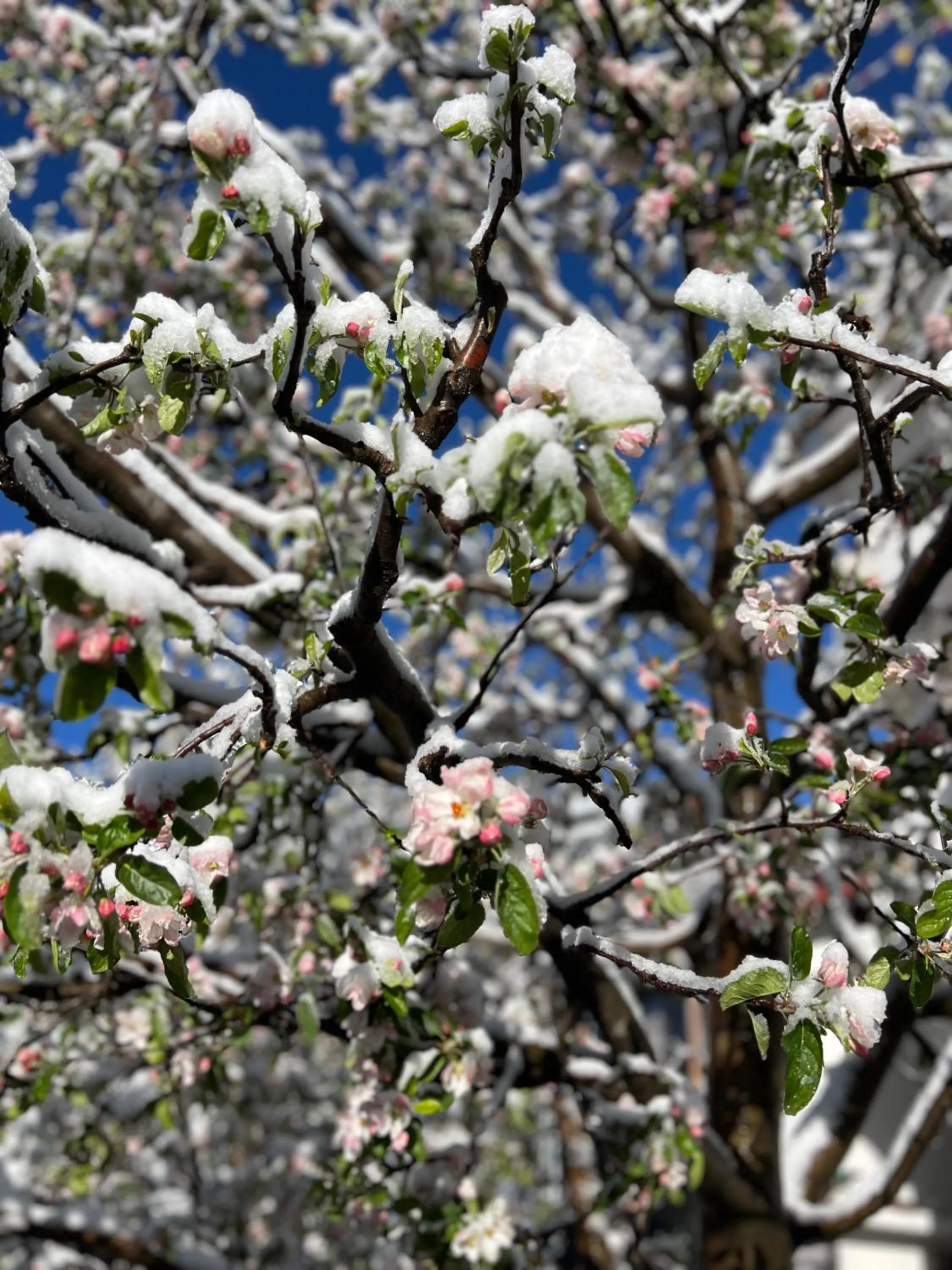 Spring in Hotel KALPA