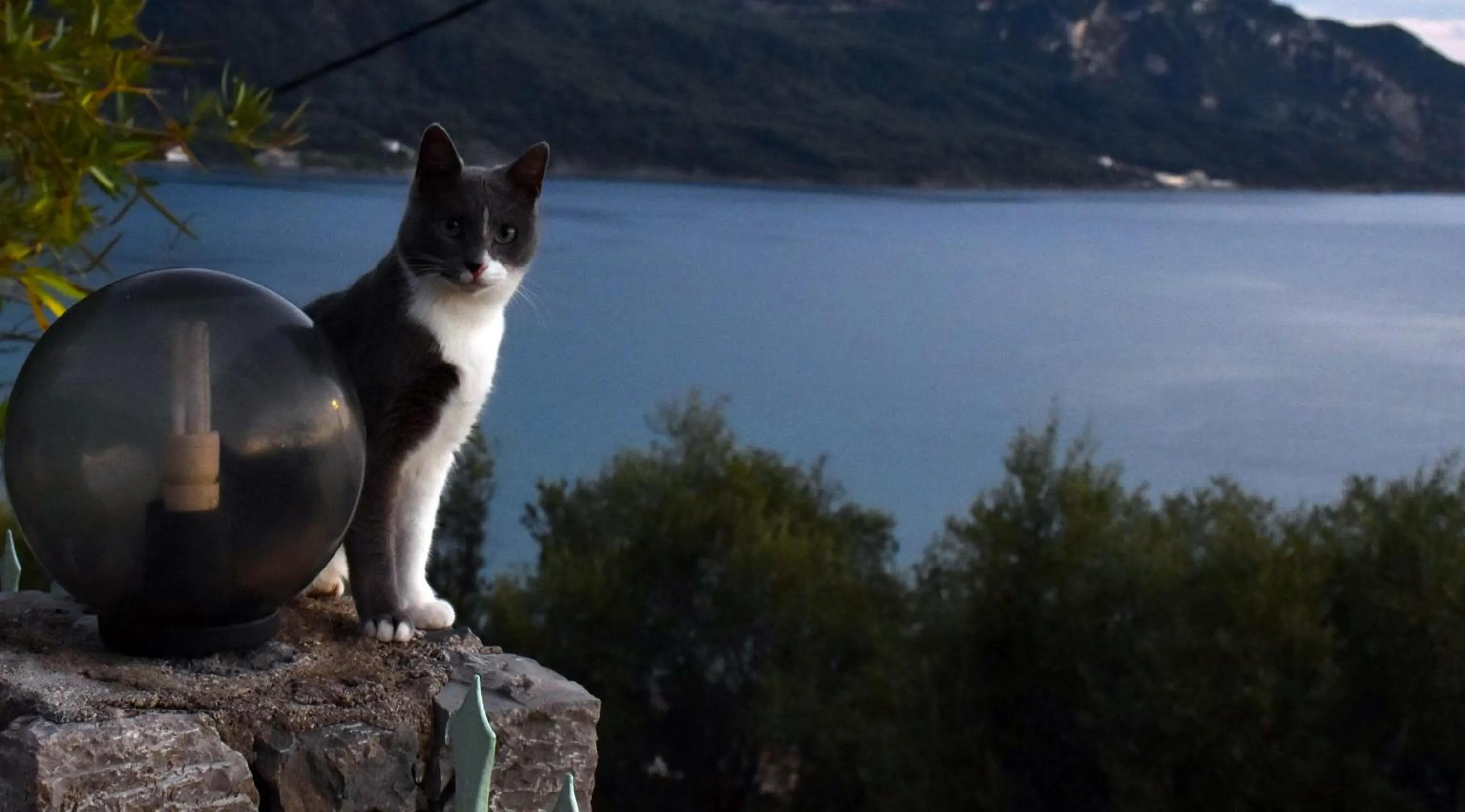 Pets in Delfini Resort