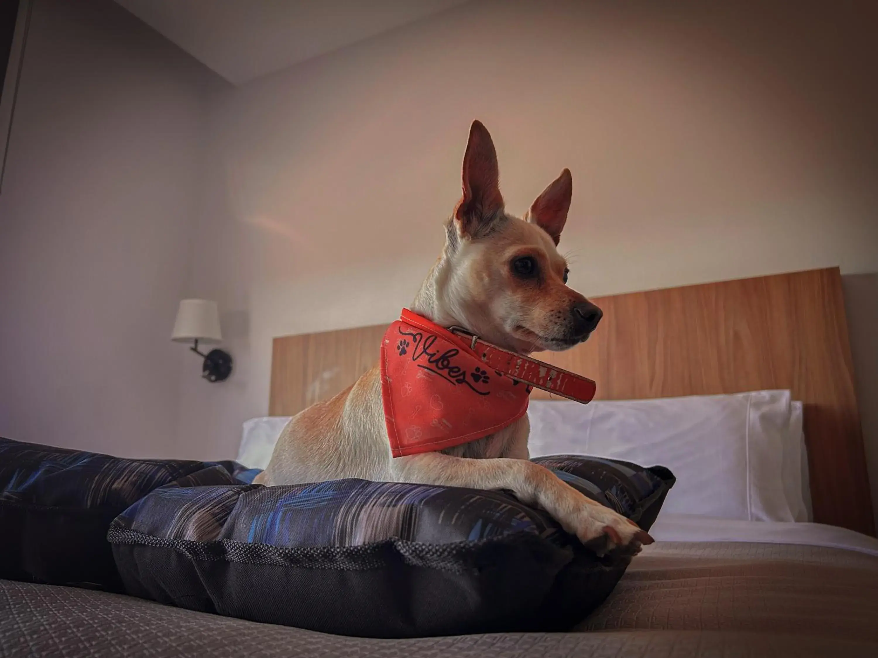 Pets, Bed in Stadía Suites Querétaro Centro Histórico Pets, Bed in Stadía Suites Querétaro Centro Histórico