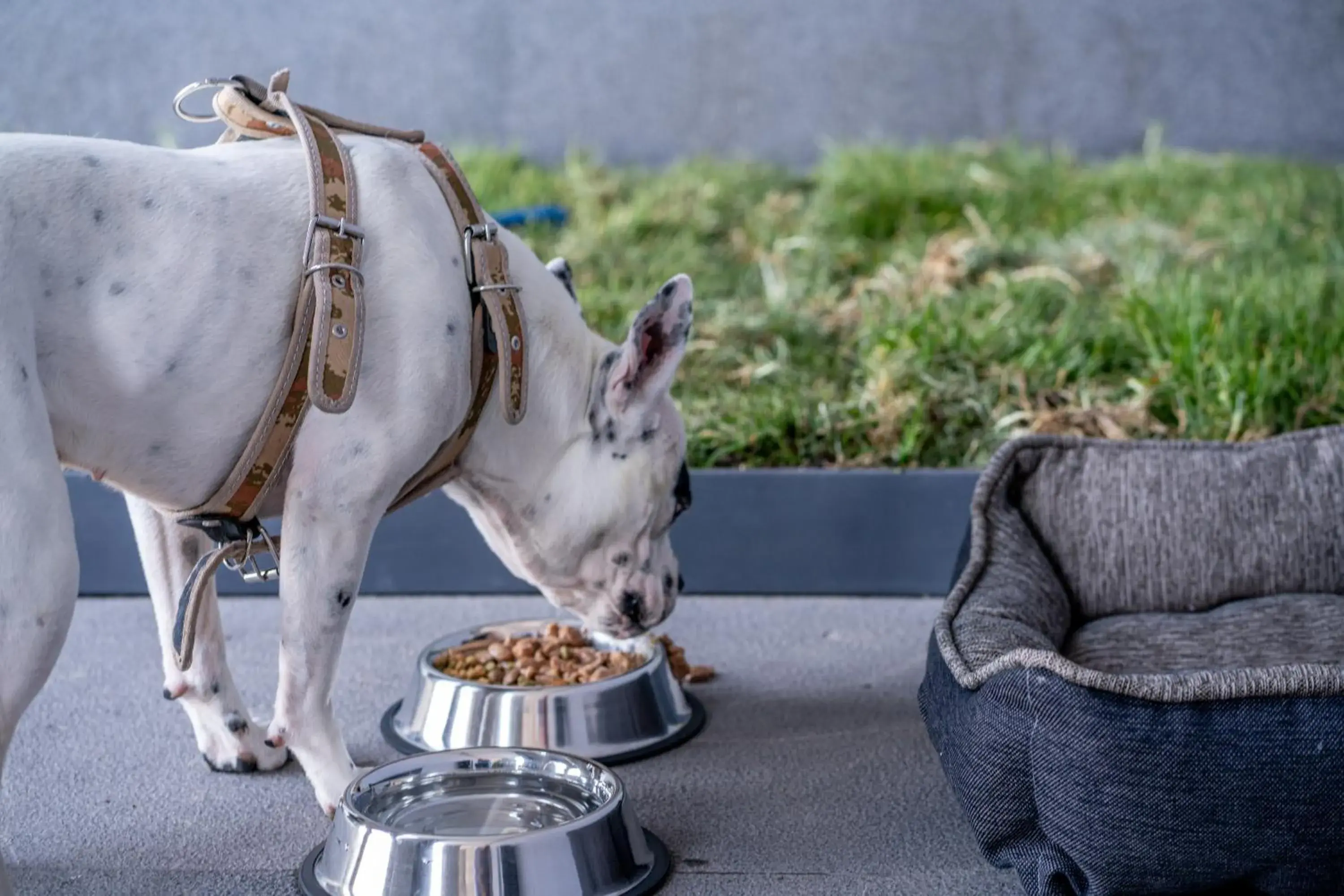 Stadía Suites Querétaro Centro Histórico Stadía Suites Querétaro Centro Histórico