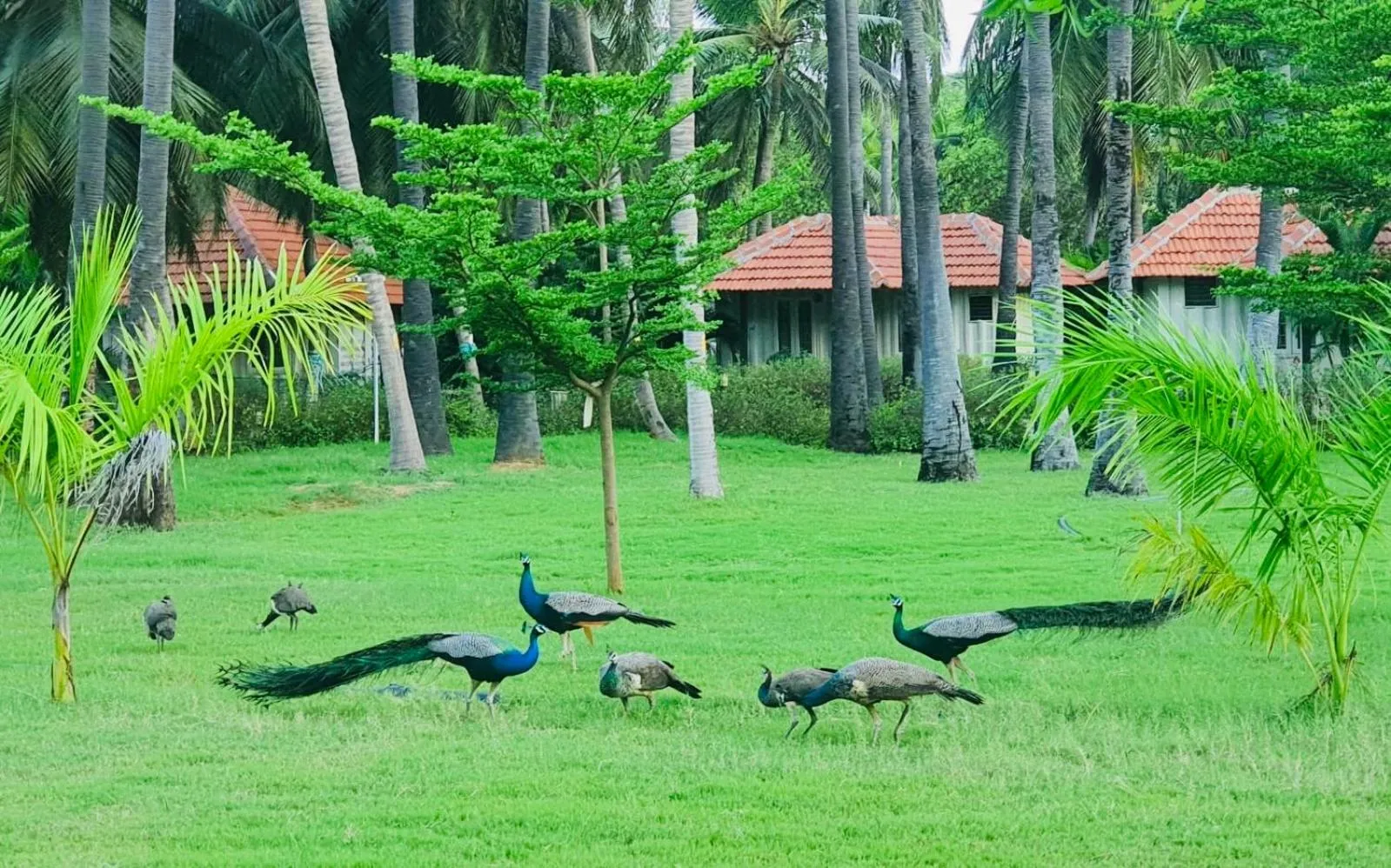 Garden in Joe's Beach Shack - Beach resort, Ramanathapuram