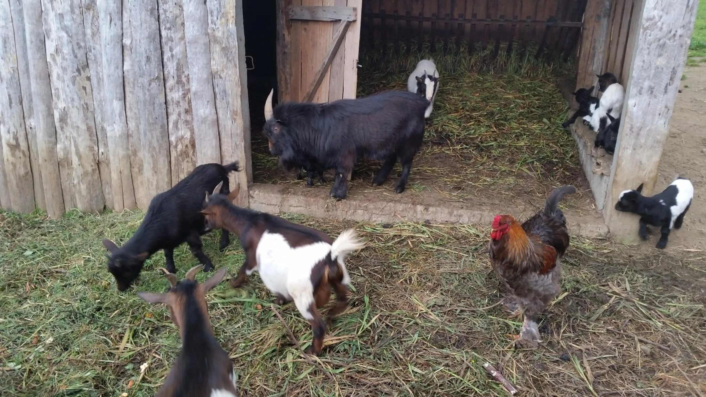 Animals in Casa Valxisto