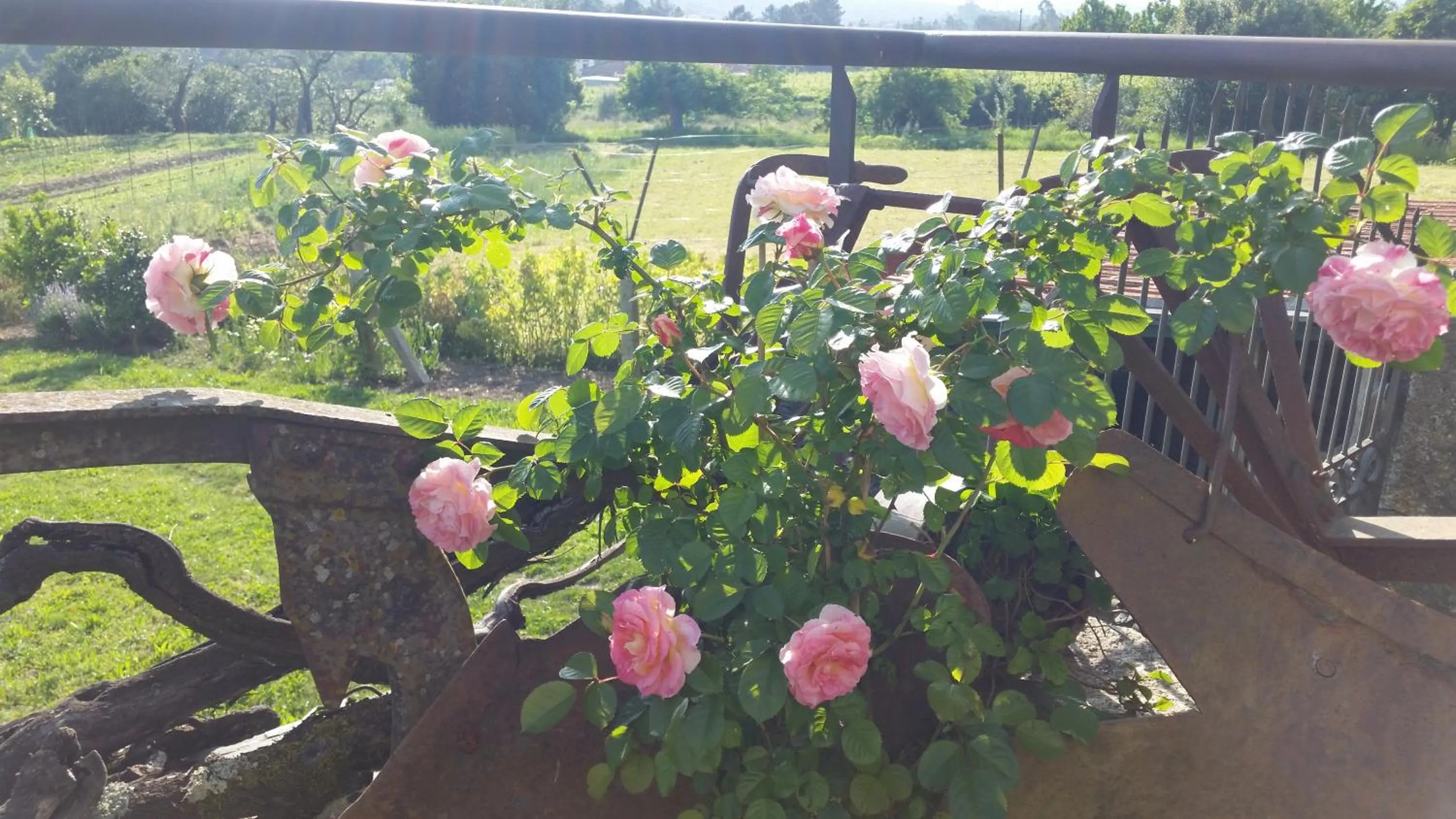 Garden in Casa Valxisto
