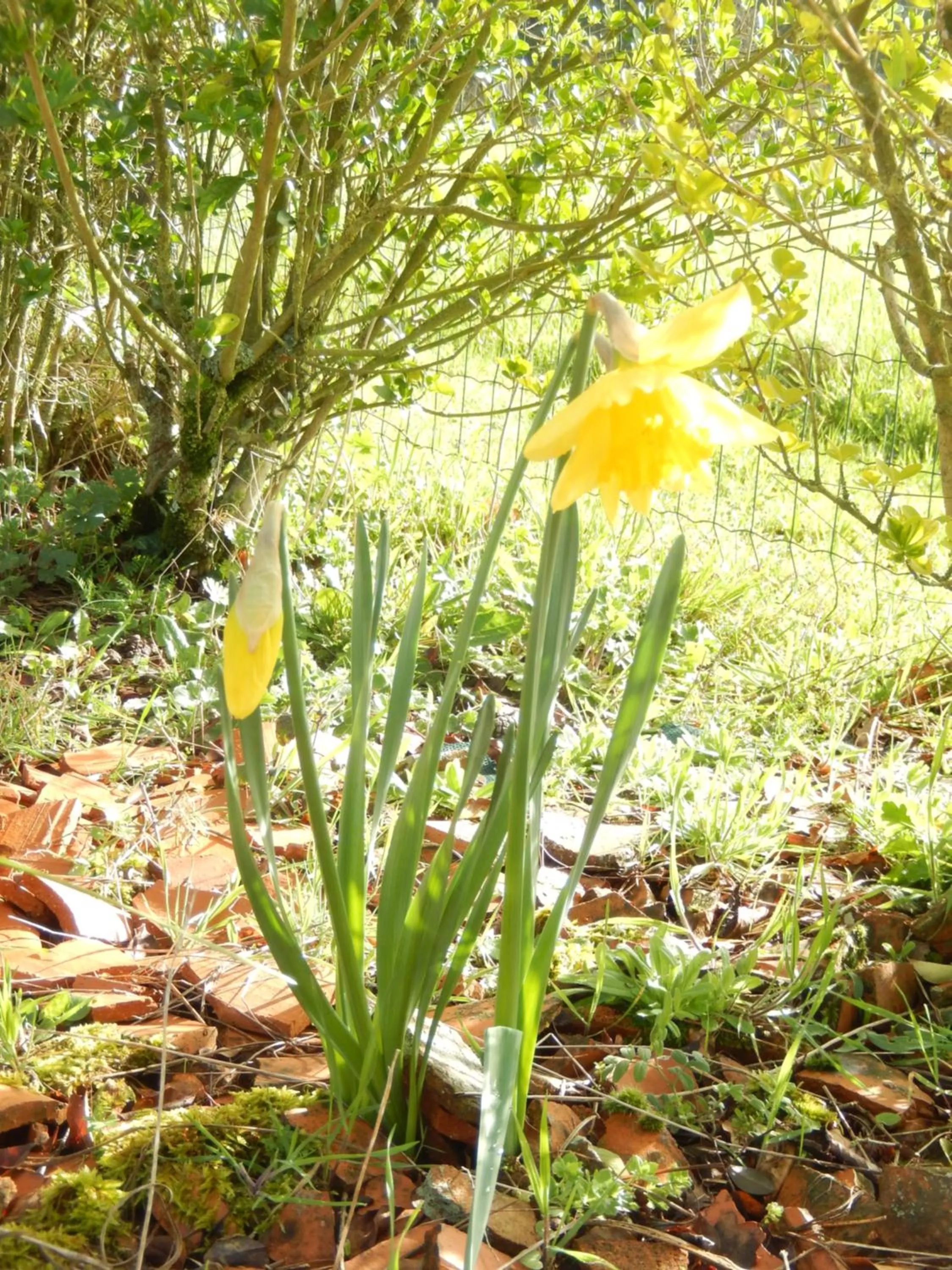 Studio Appart' Les jards