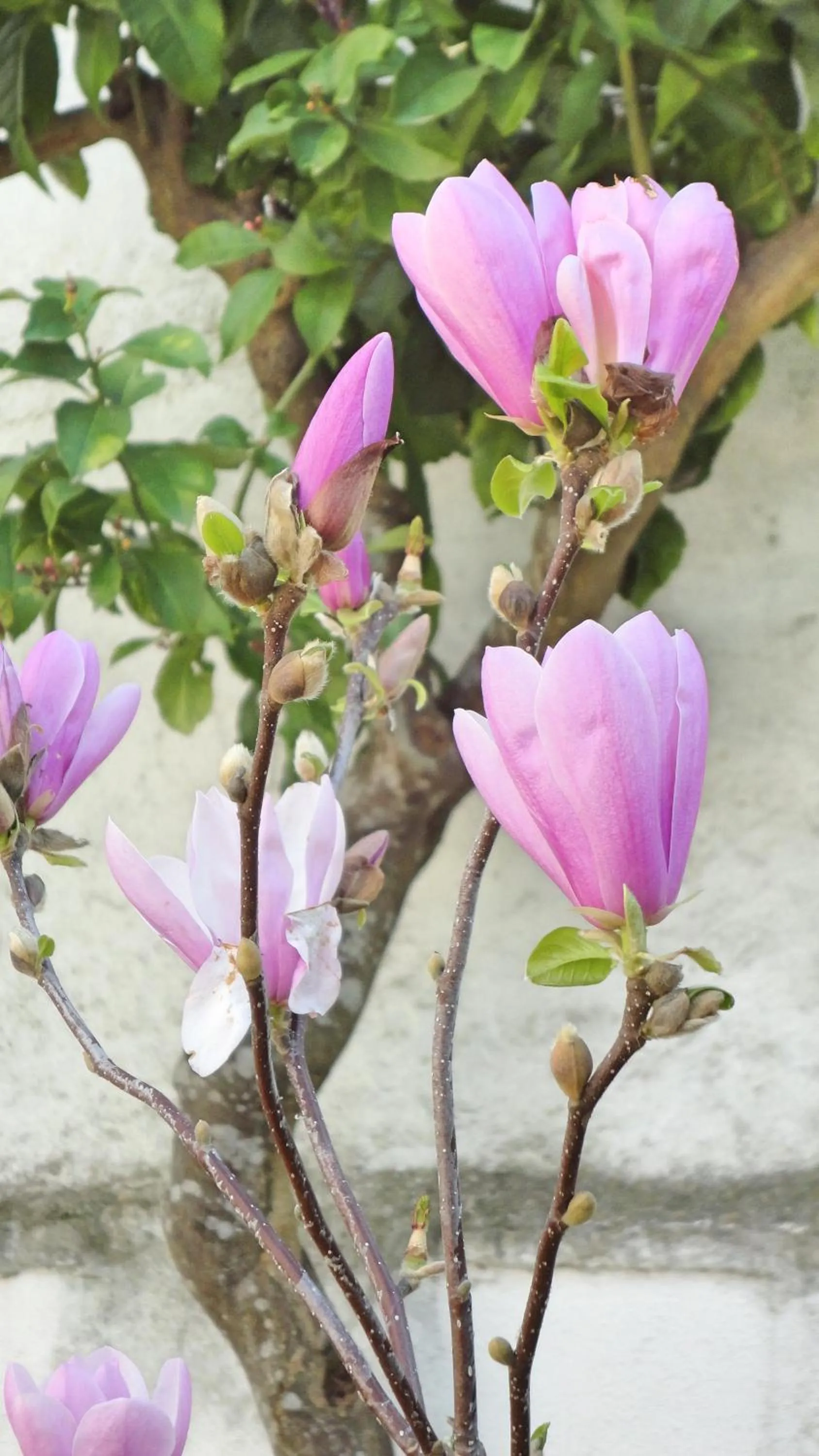 Garden in Vintage Guest House - Casa do Escritor