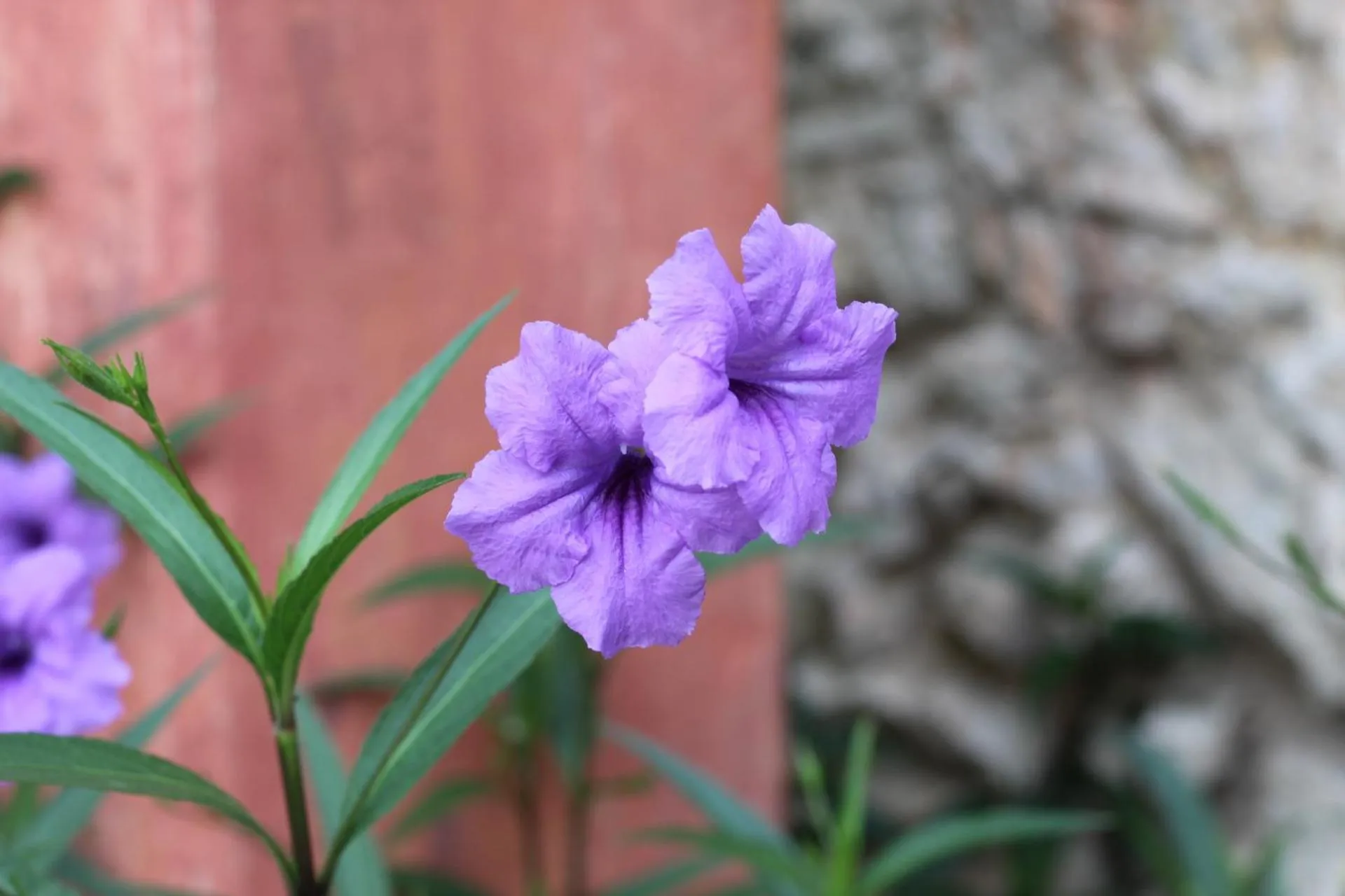 Garden in Villa Octavia