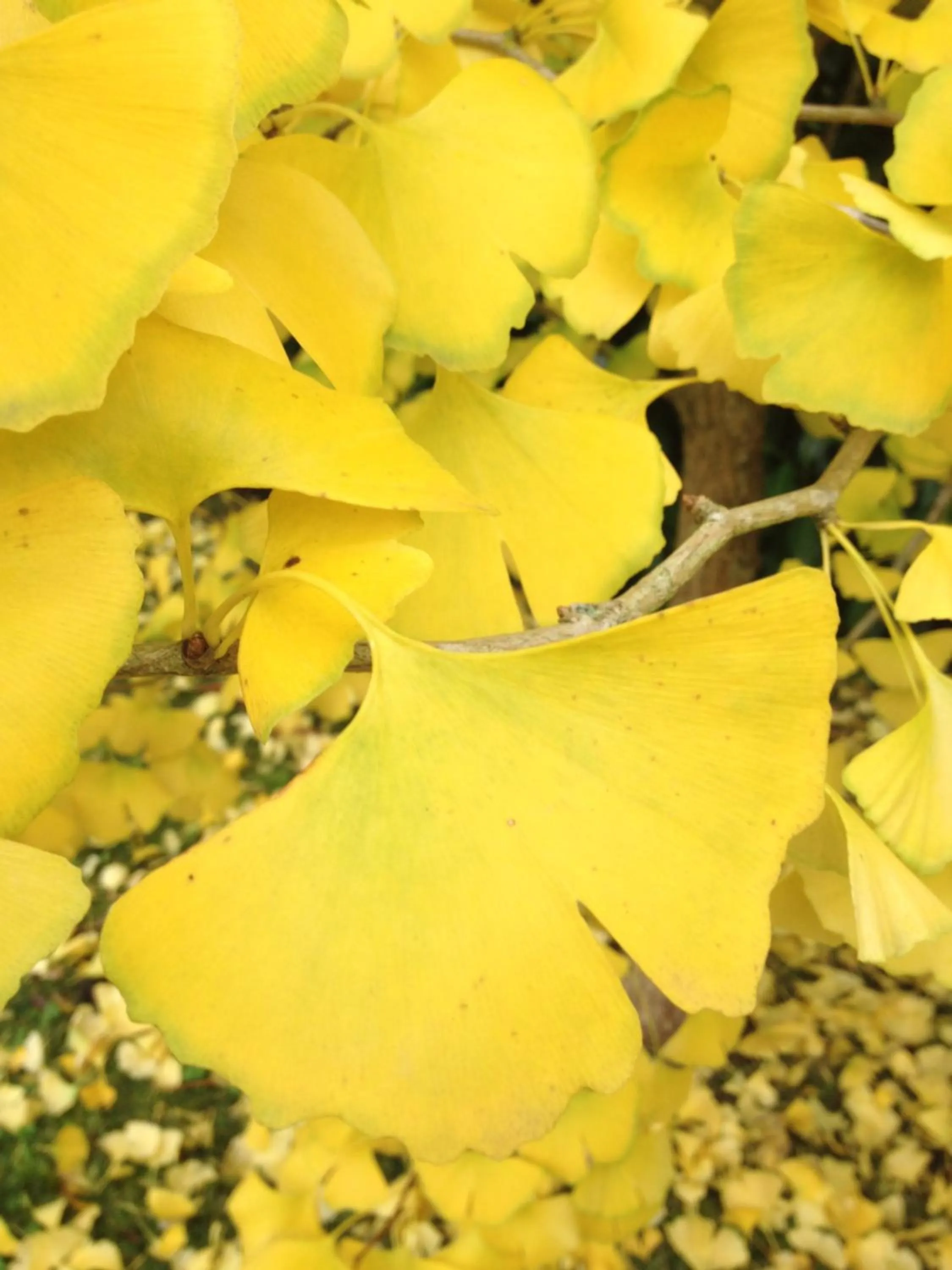 Garden in Les Cabanes de Do