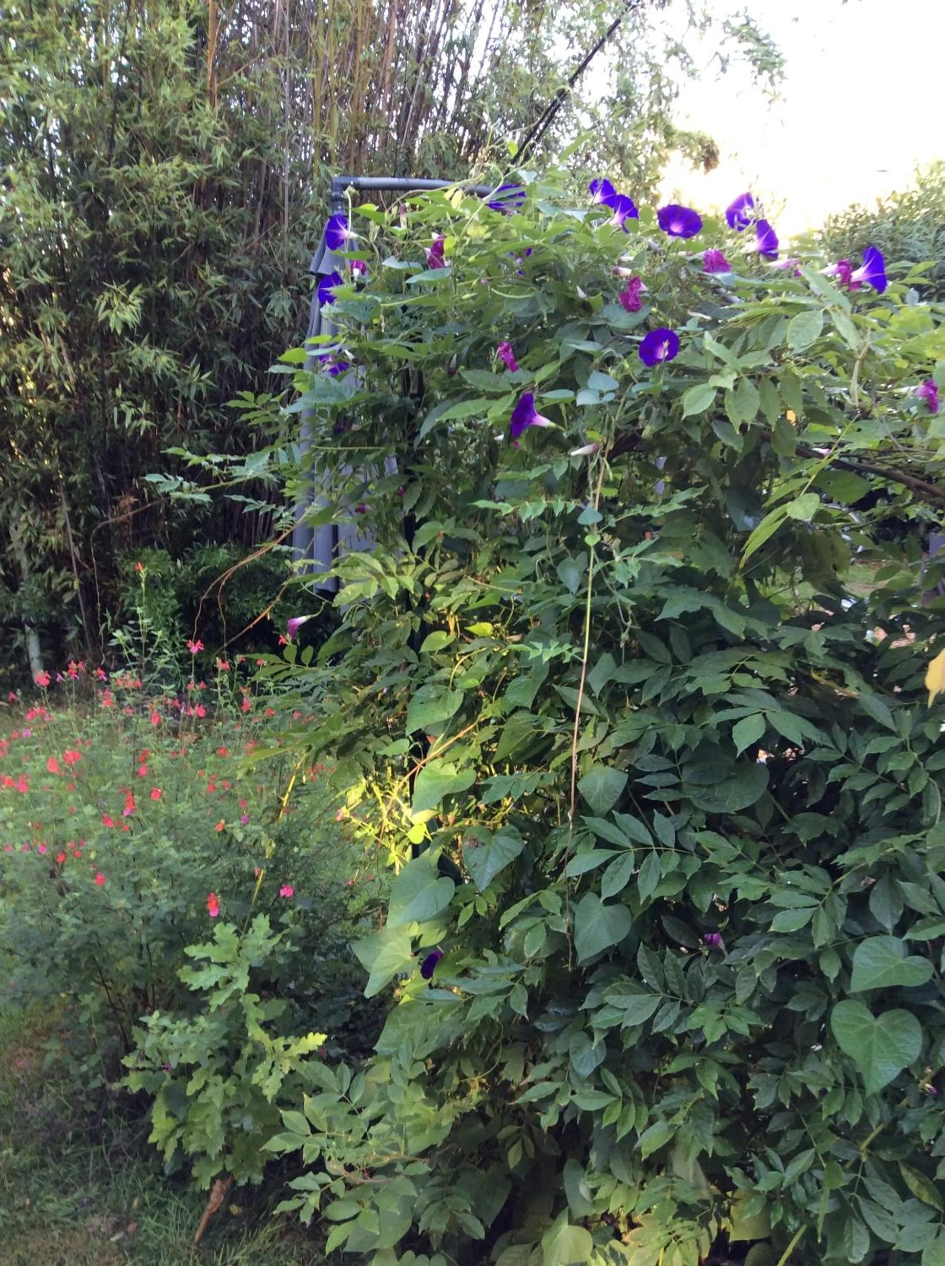 Garden in Les Cabanes de Do