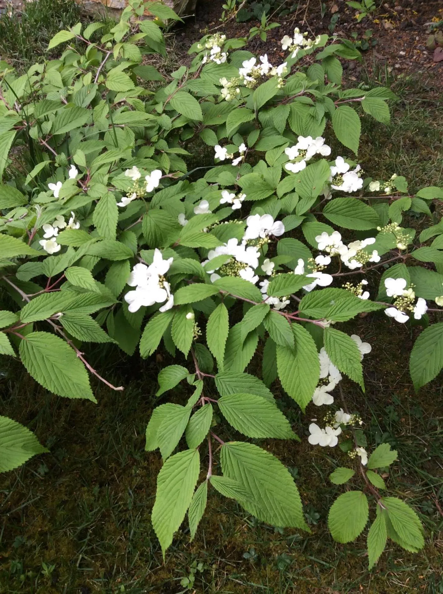 Garden in Les Cabanes de Do