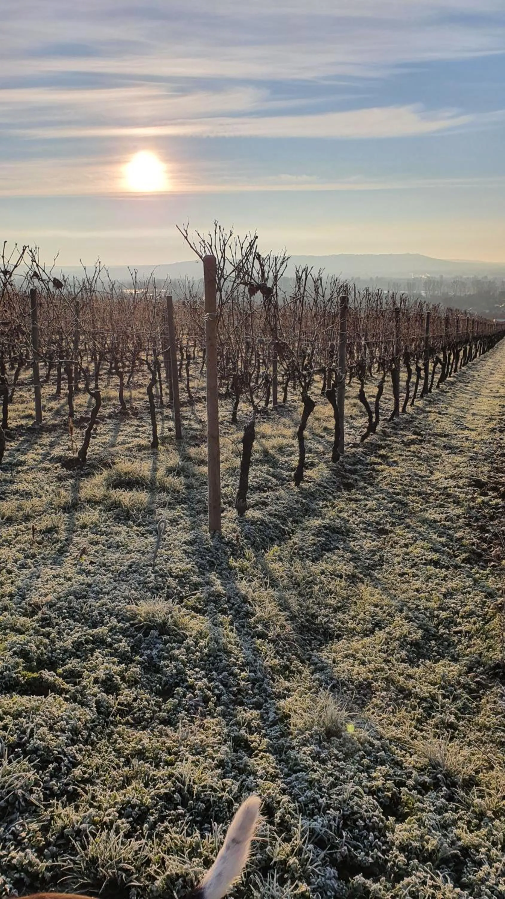 Property building in Weingut Magdalenenhof