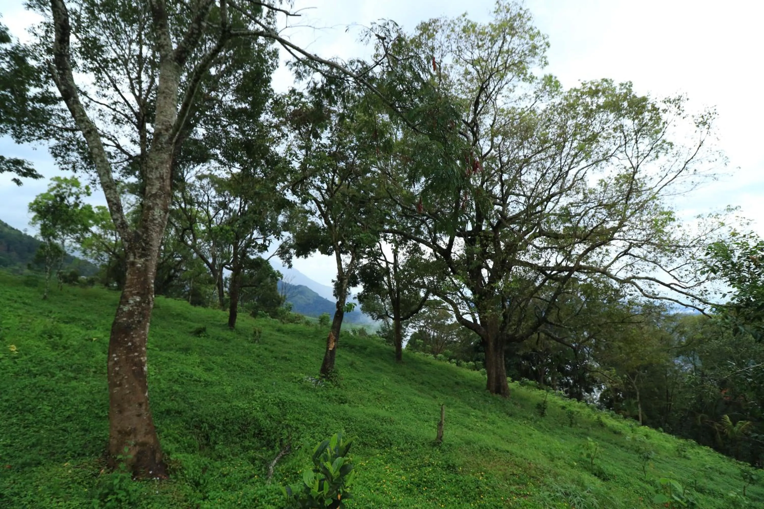 Natural landscape in Ambady Estate