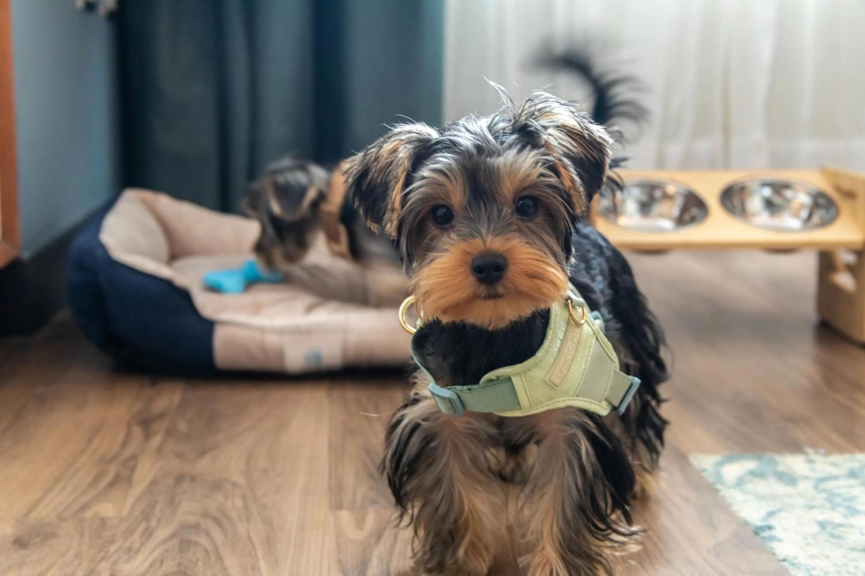 Pets in Sonesta Hotel Miraflores