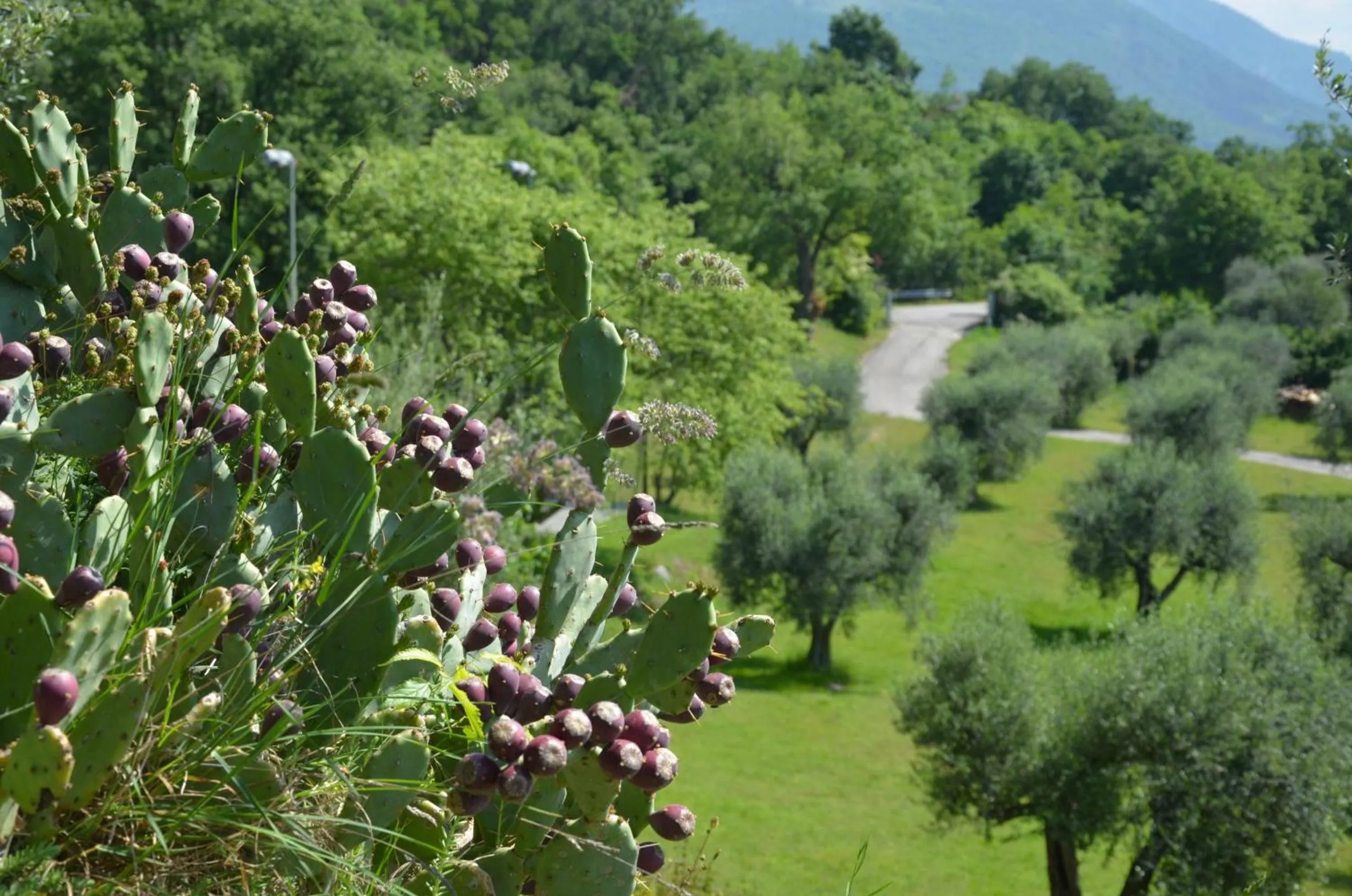 Garden in Residence San Michele