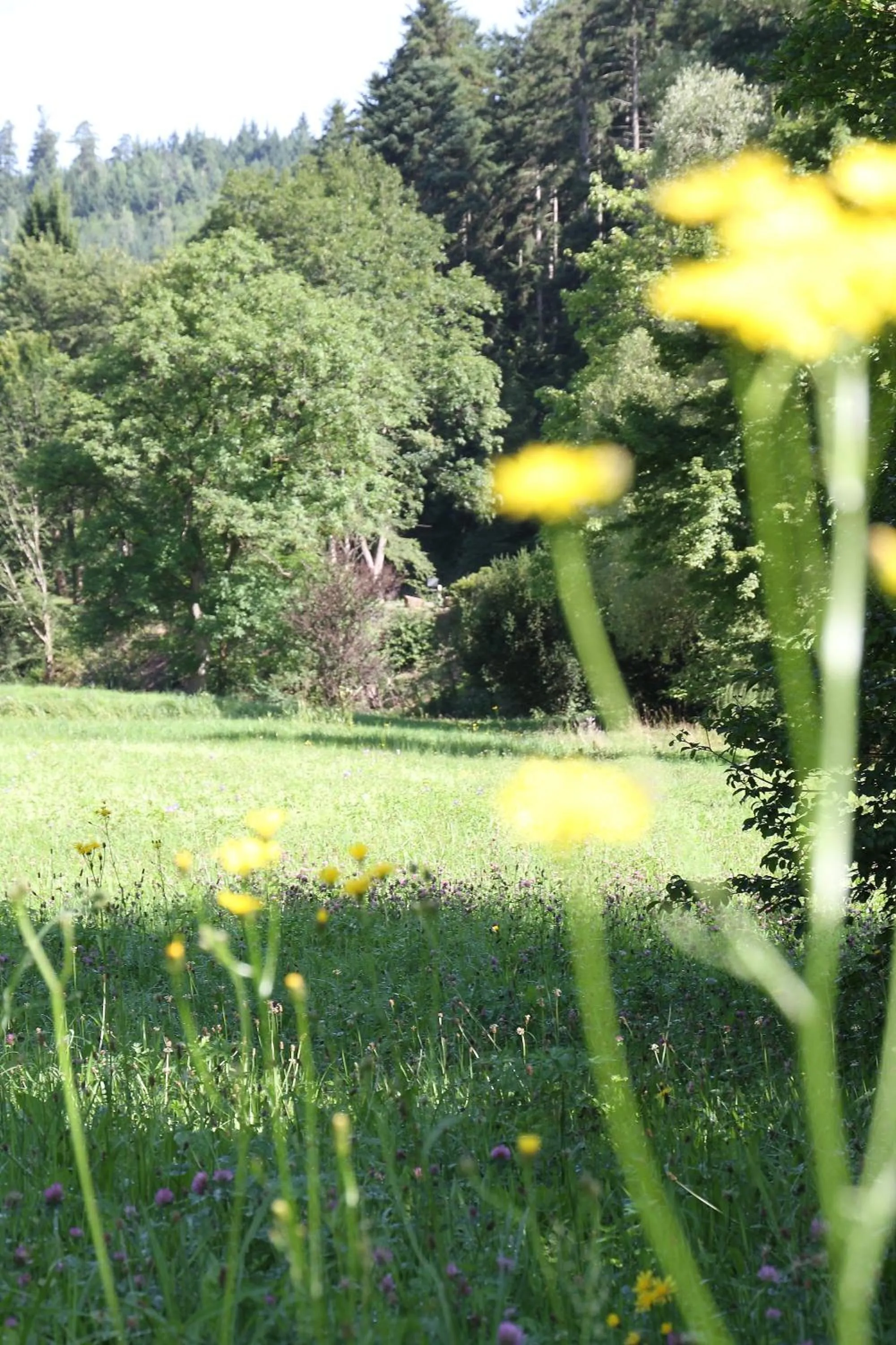 Garden in Business Class Hotel Häckermühle
