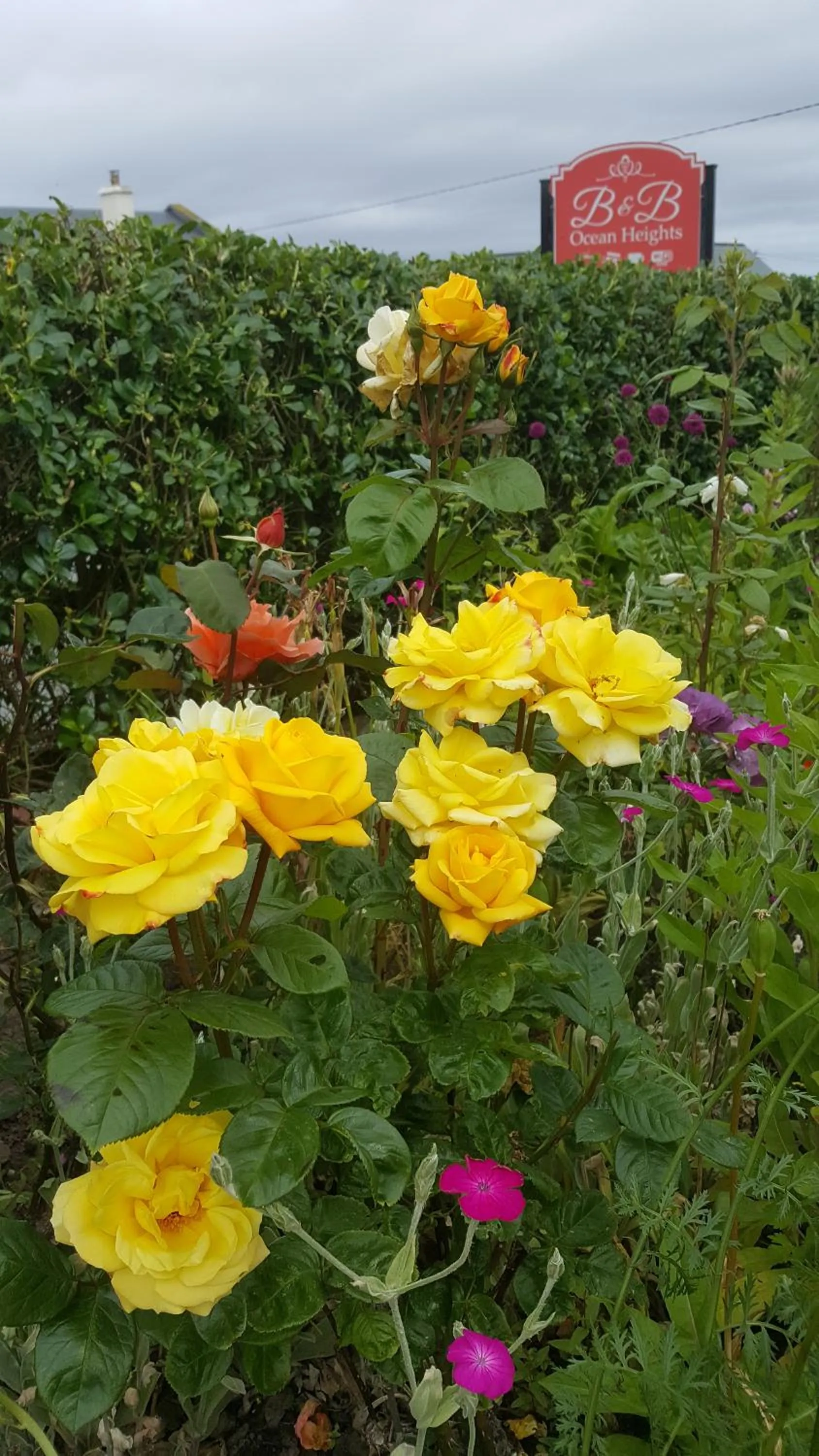Garden in Ocean Heights B&B