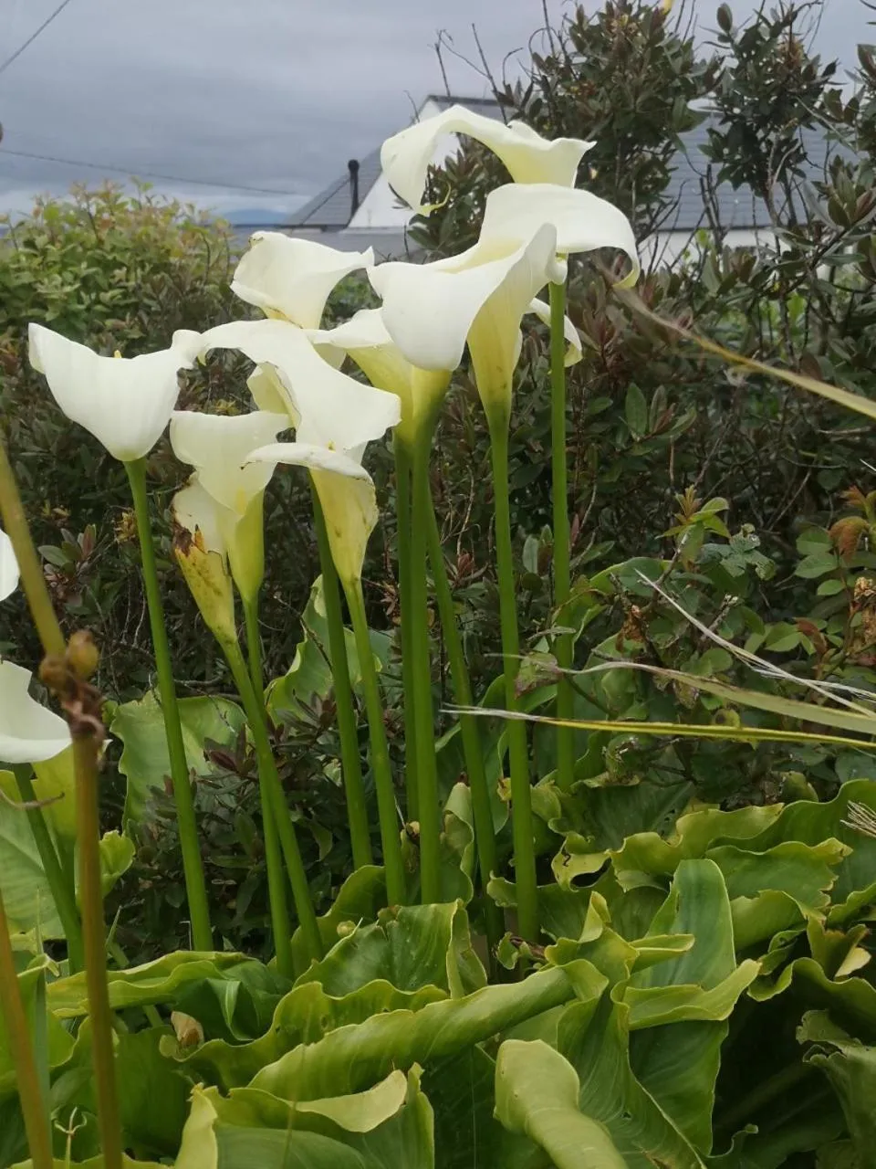 Garden in Ocean Heights B&B
