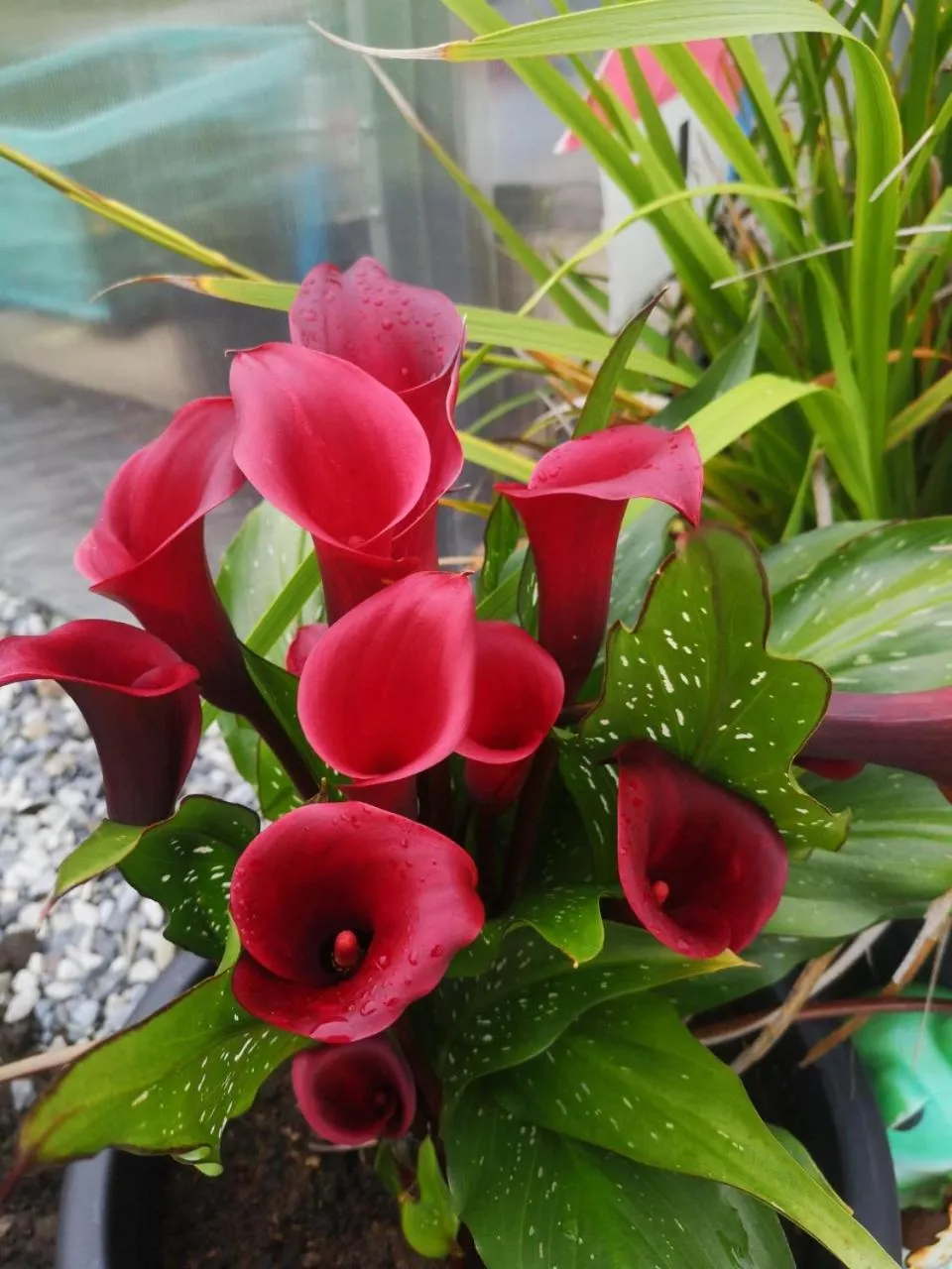 Garden in Ocean Heights B&B