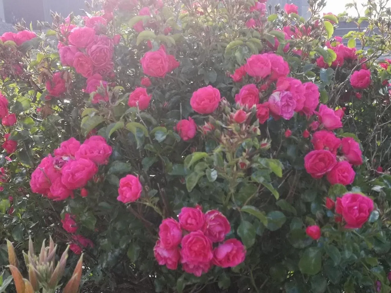 Garden in Ocean Heights B&B