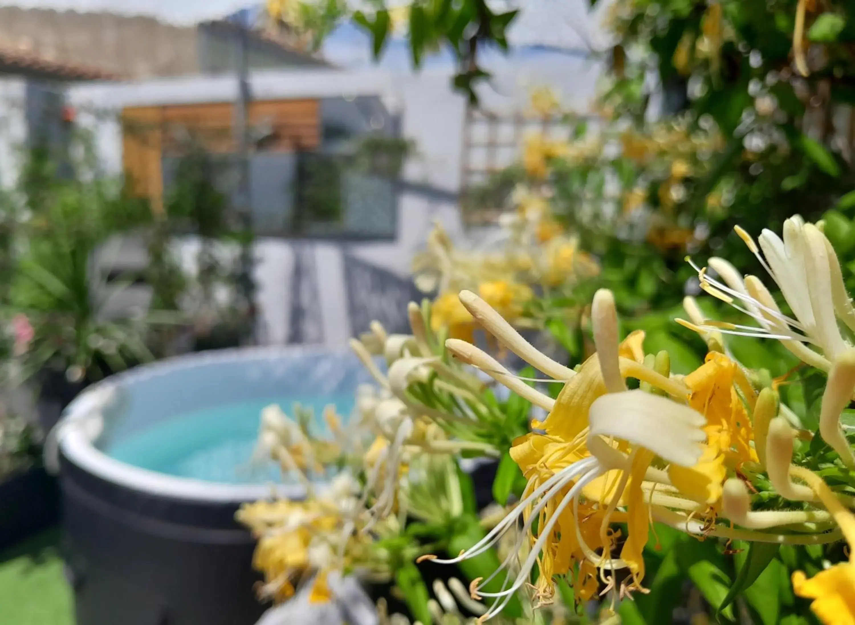 Le Petit Patio Le Petit Patio