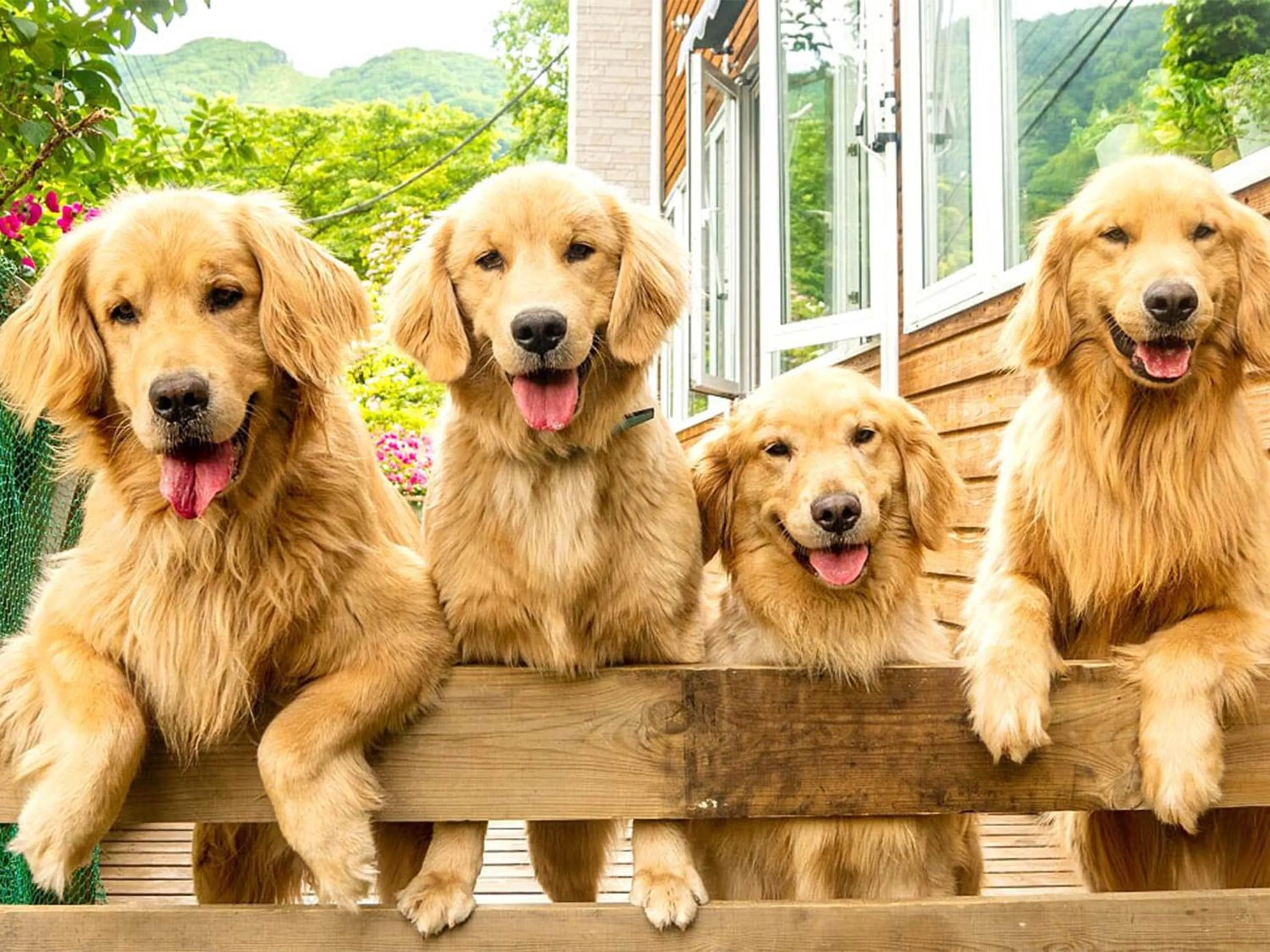 Animals in Pension Asanebou