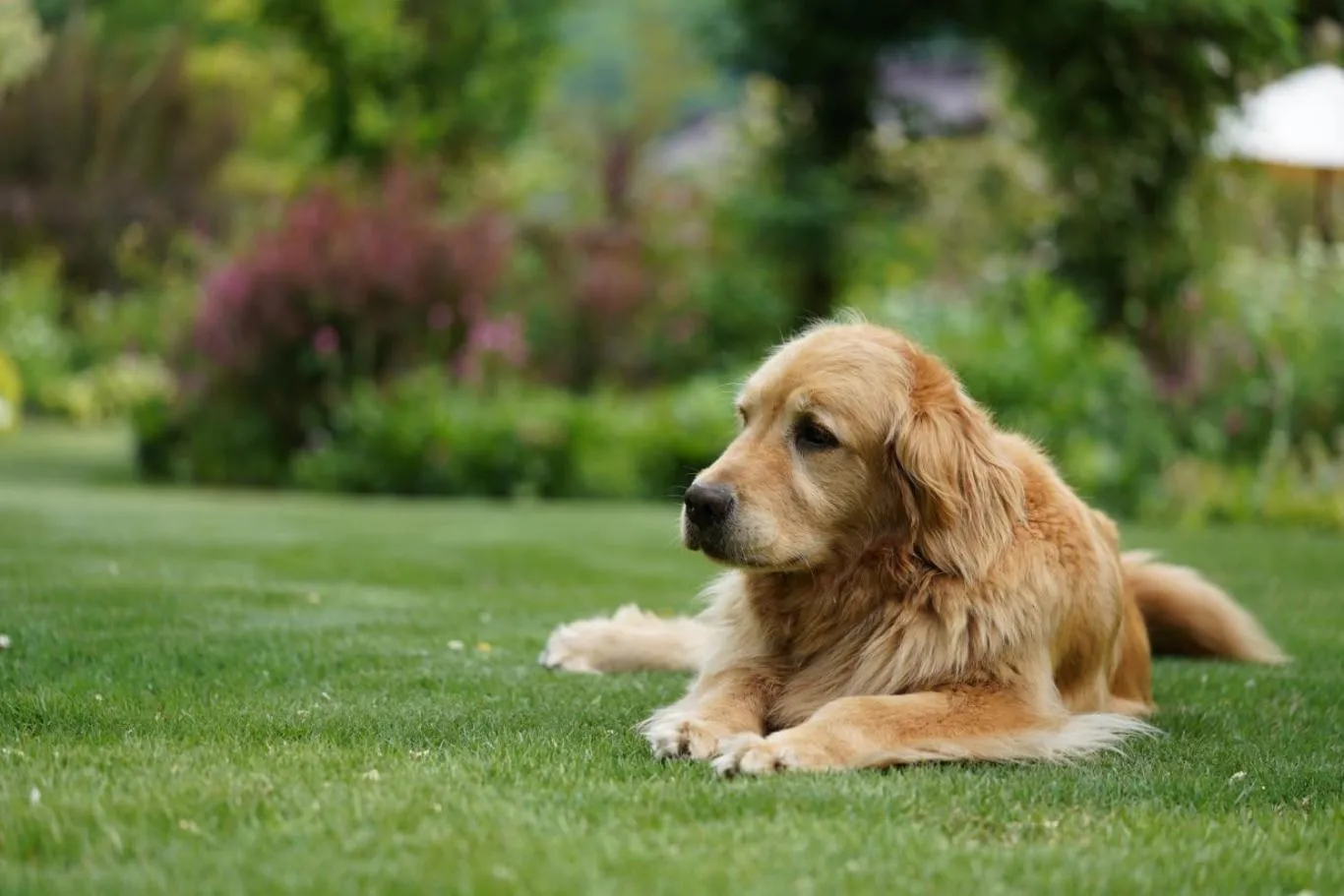 Pets in Pension Asanebou