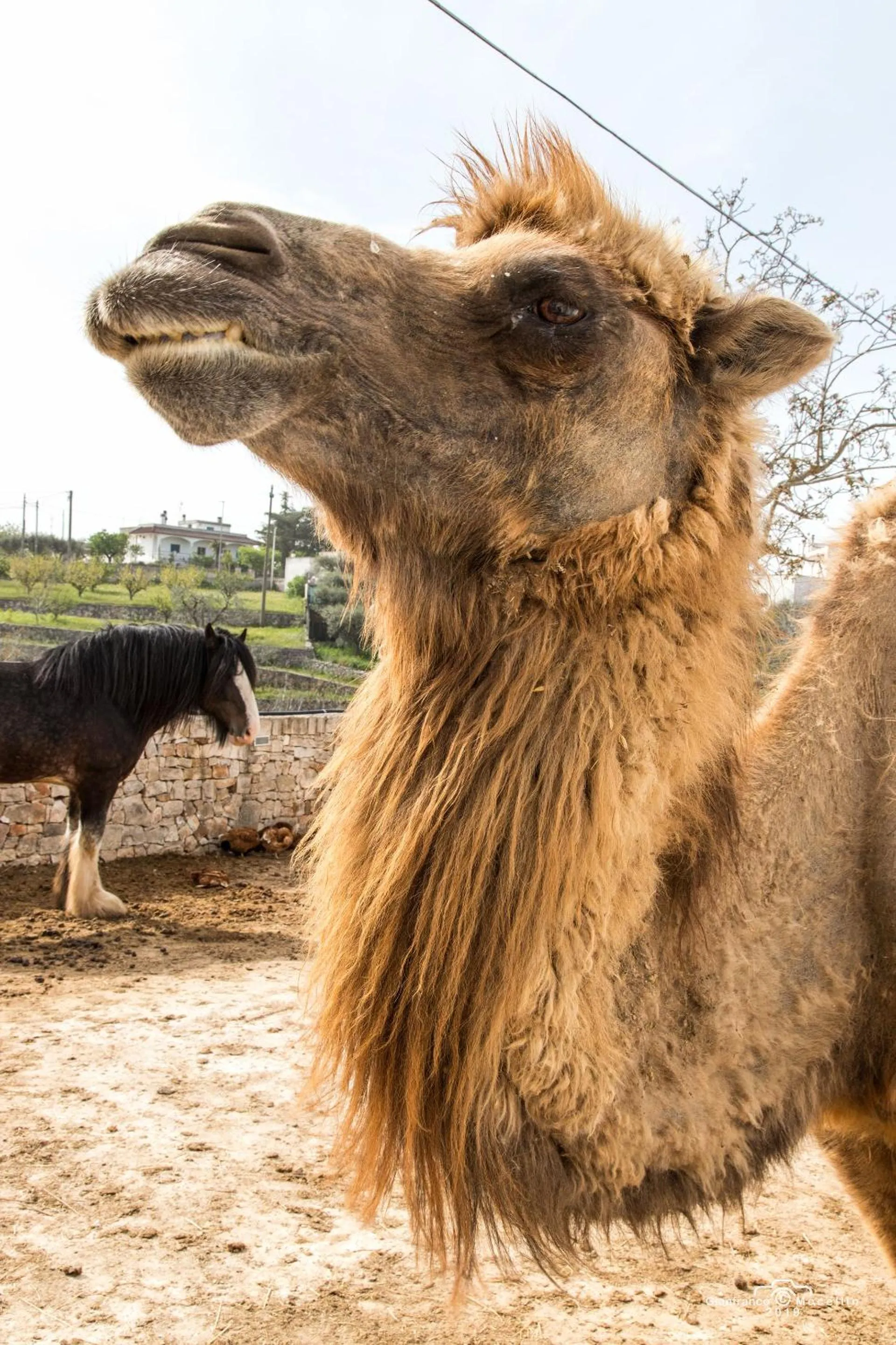 Other Animals in Il Pagano Lussurioso