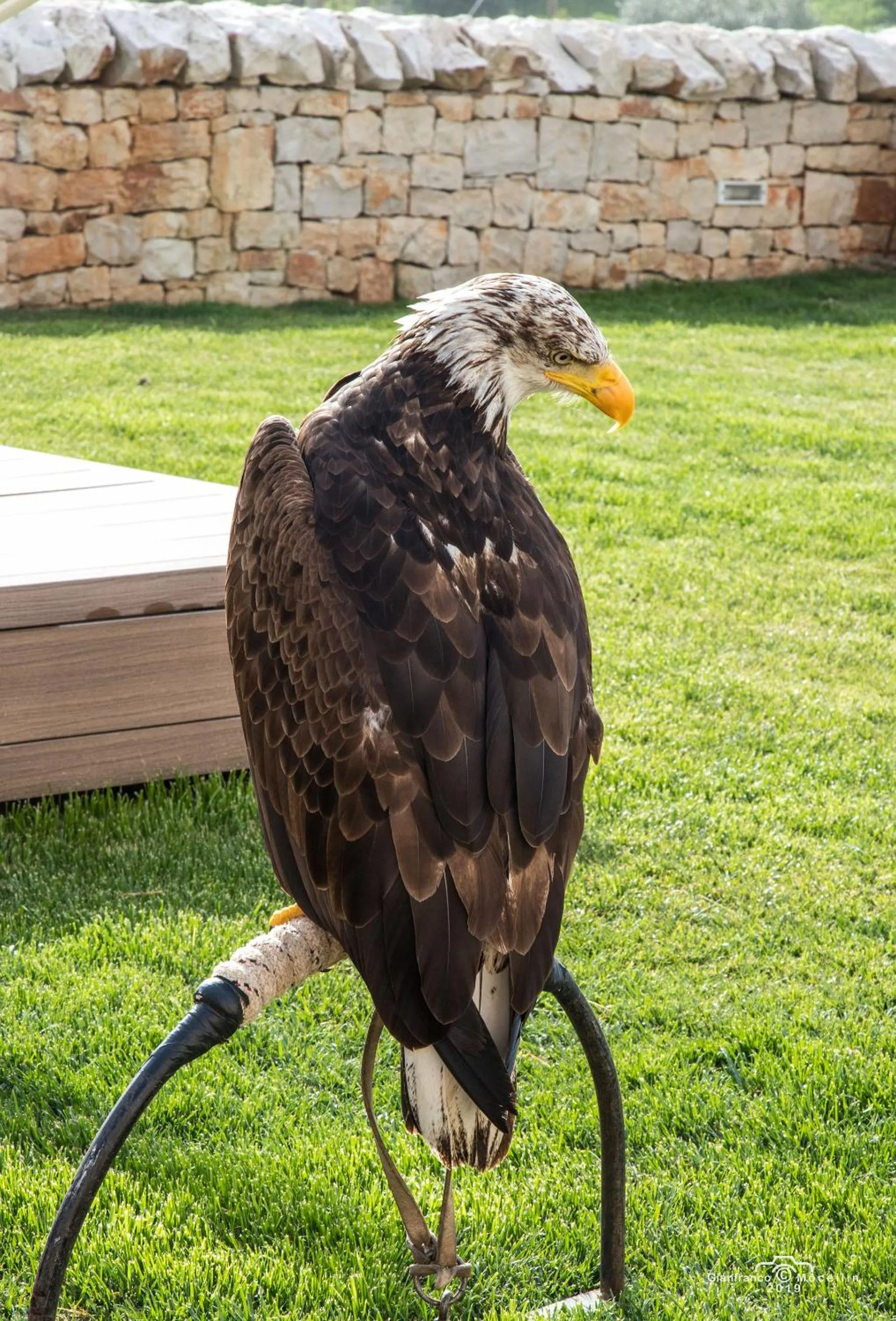 Other Animals in Il Pagano Lussurioso