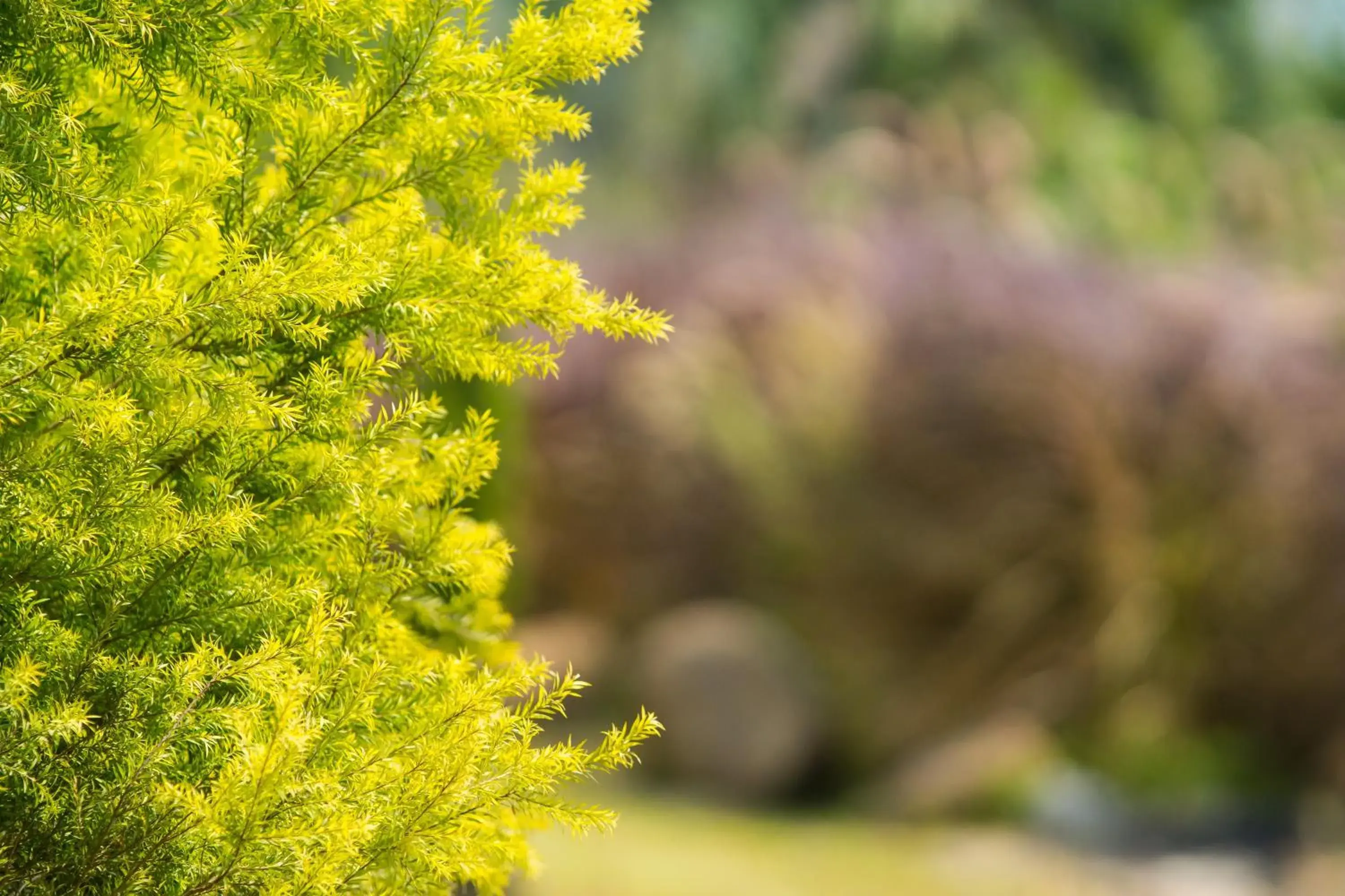 Garden view in The Natural Garden Resort Garden view in The Natural Garden Resort