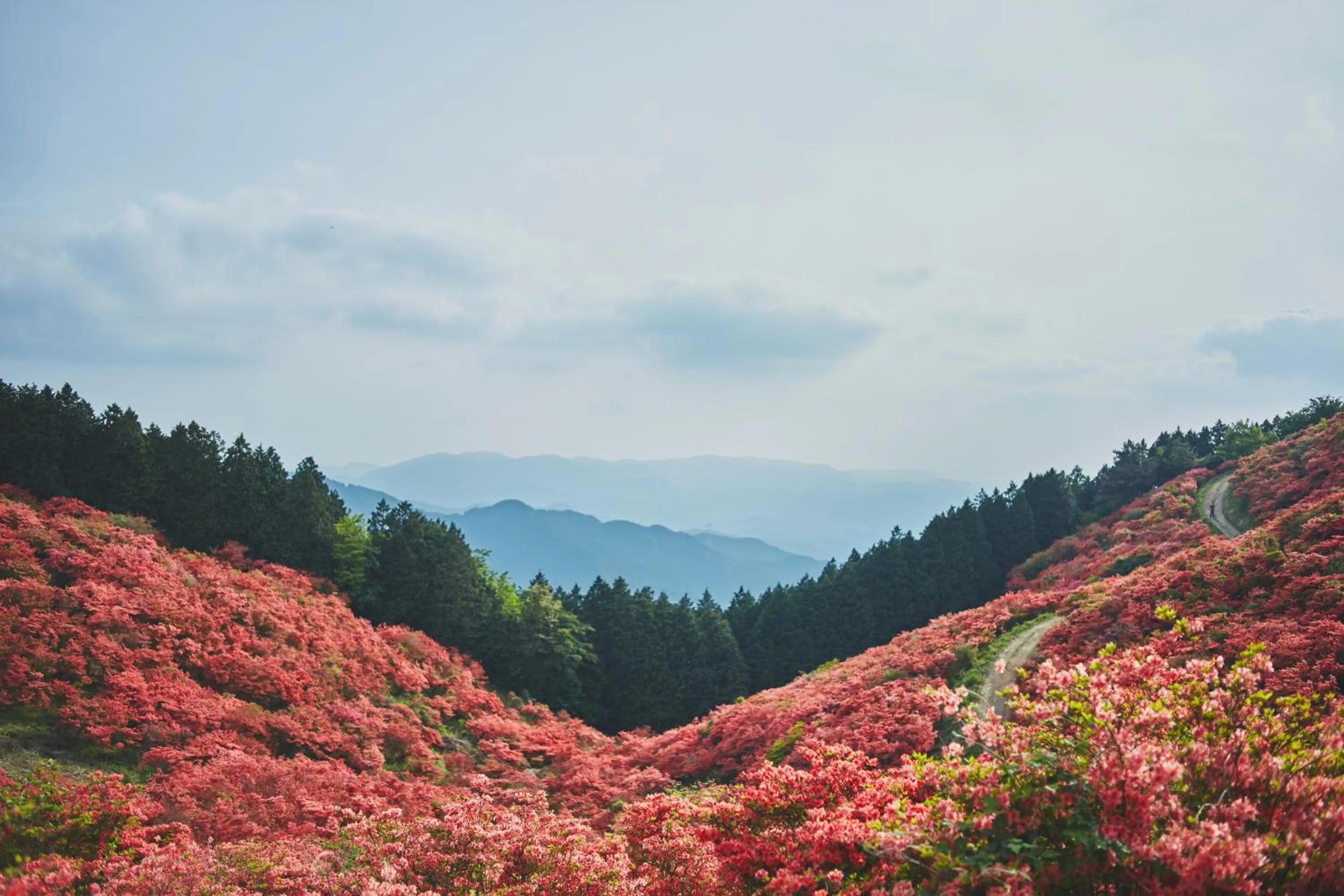 Spring in JW Marriott Hotel Nara