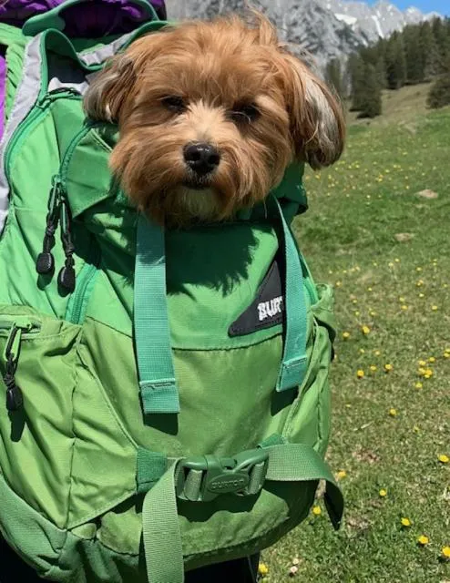 Animals in Apart Gstrein - including Silvretta Premium Summercard