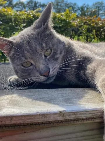 Pets in B&B Borgersteeg