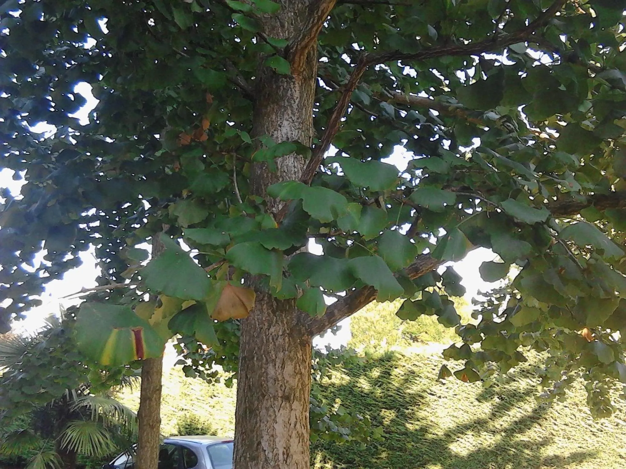 Garden in Ca' Del Bosco