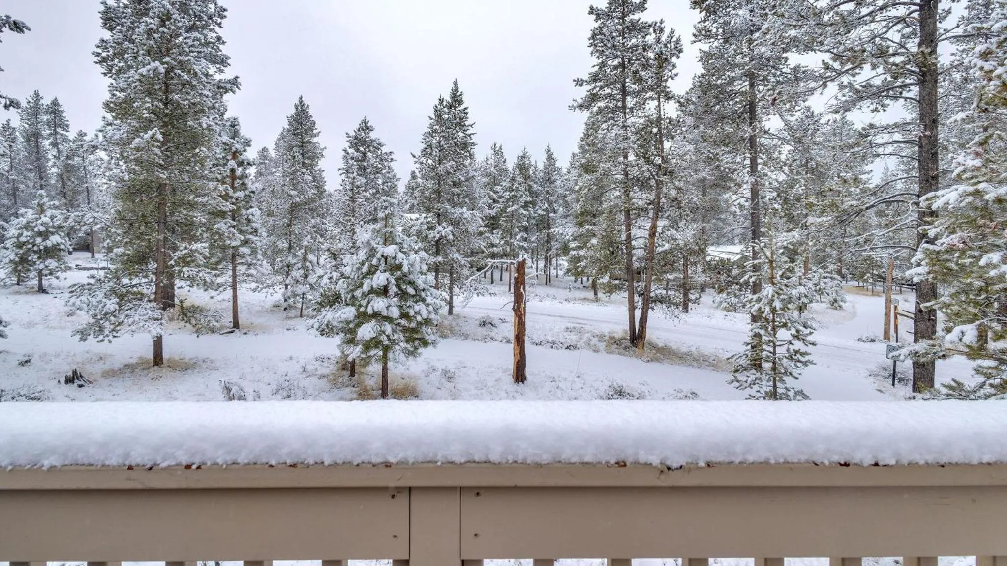 Vine Maple - Unit 30