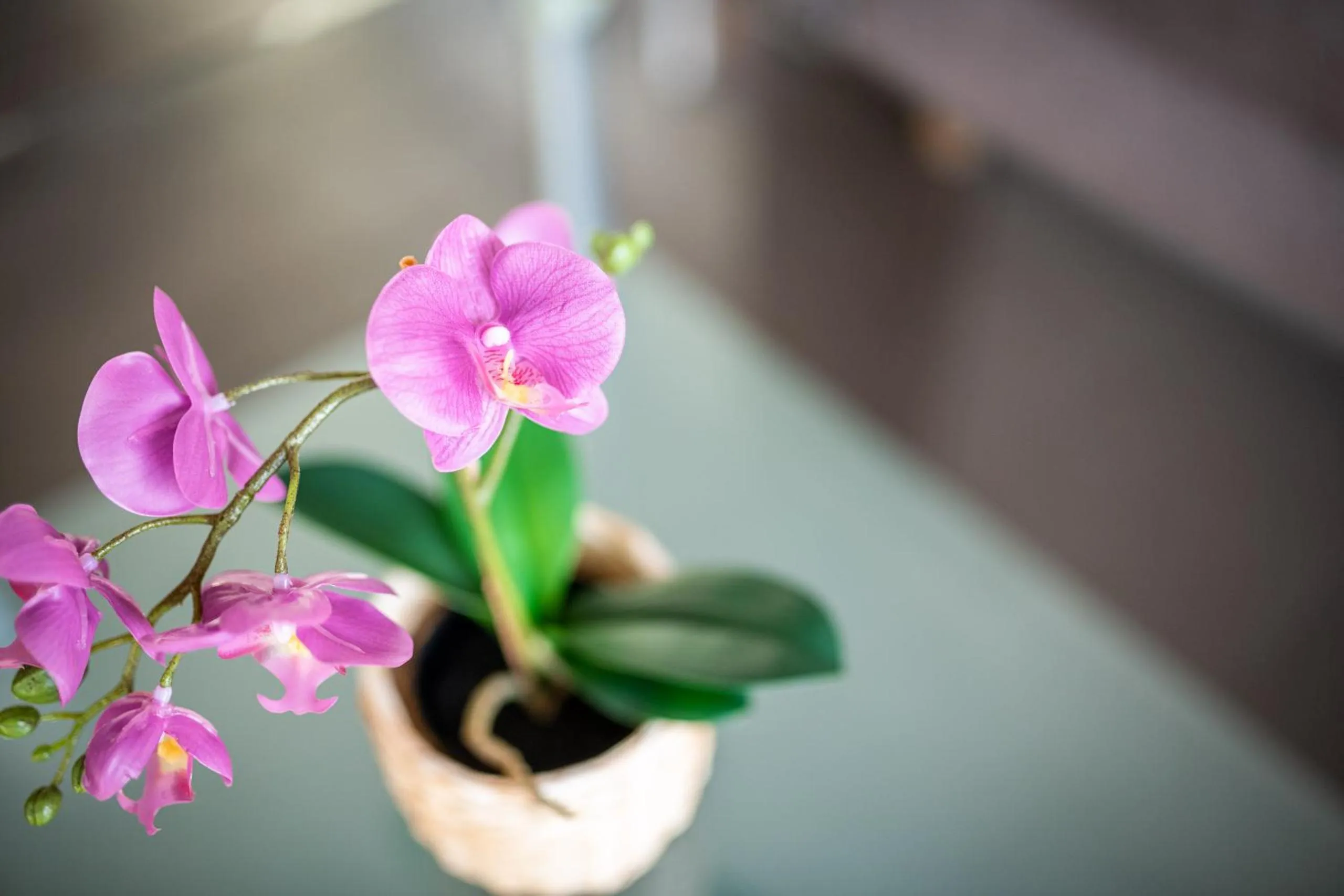 Living room in Elinas Mountain Views
