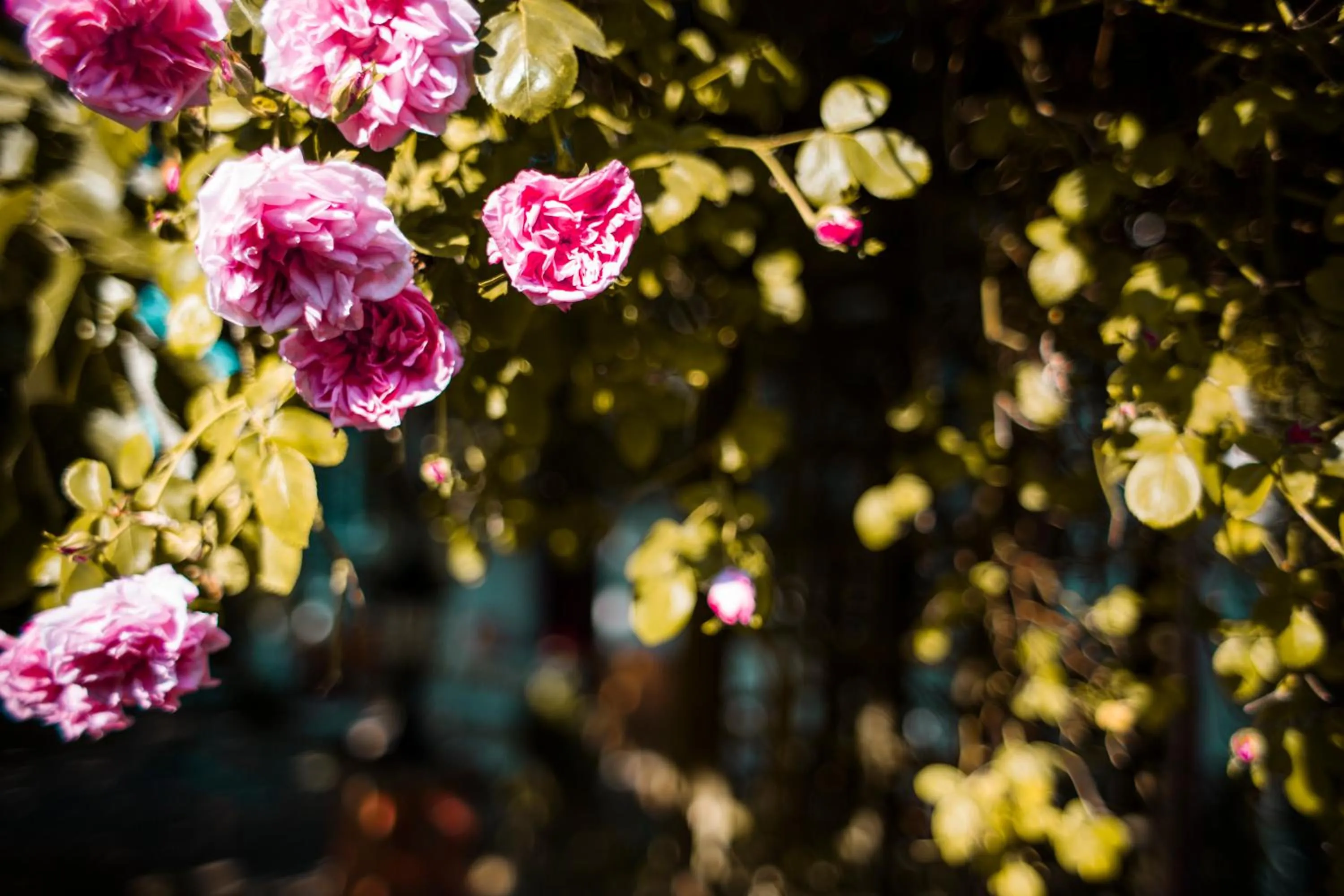 Property building in Bed & Breakfast Unter den Linden