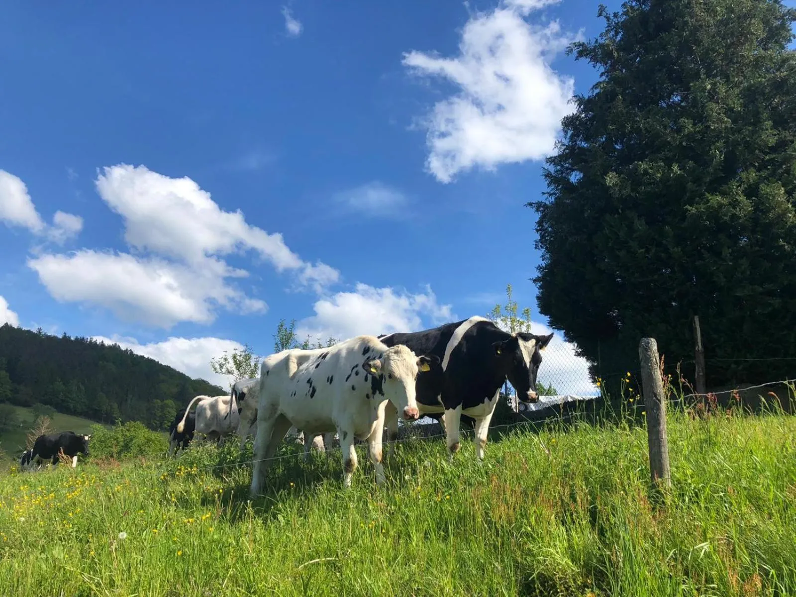 Natural landscape in Hotel Garni Schmieder’s Ochsen