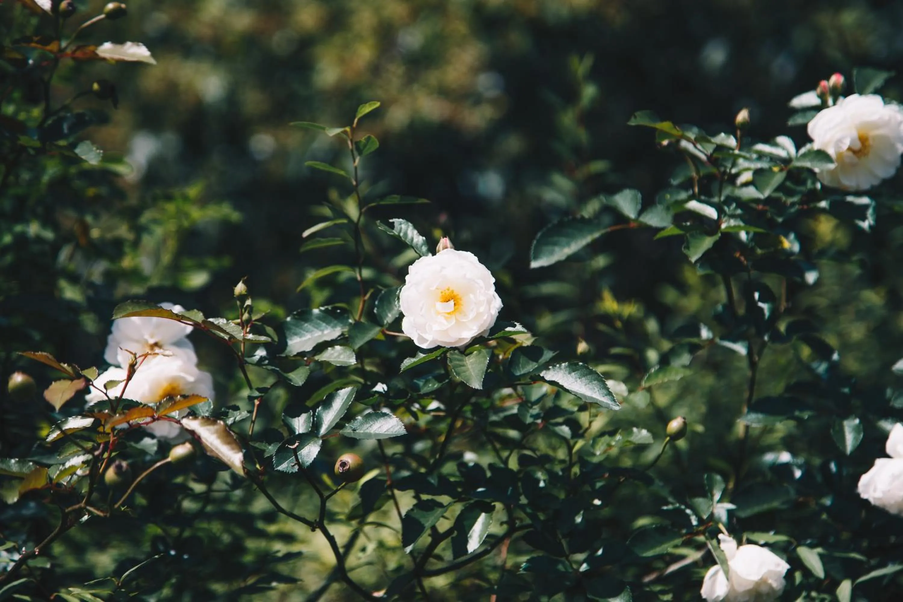 Serra Bela Eco Pousada