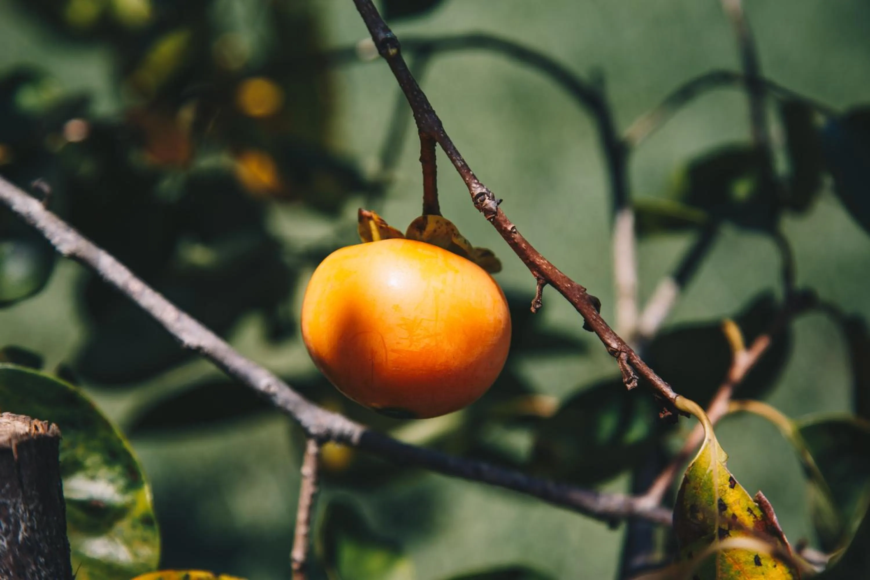 Serra Bela Eco Pousada