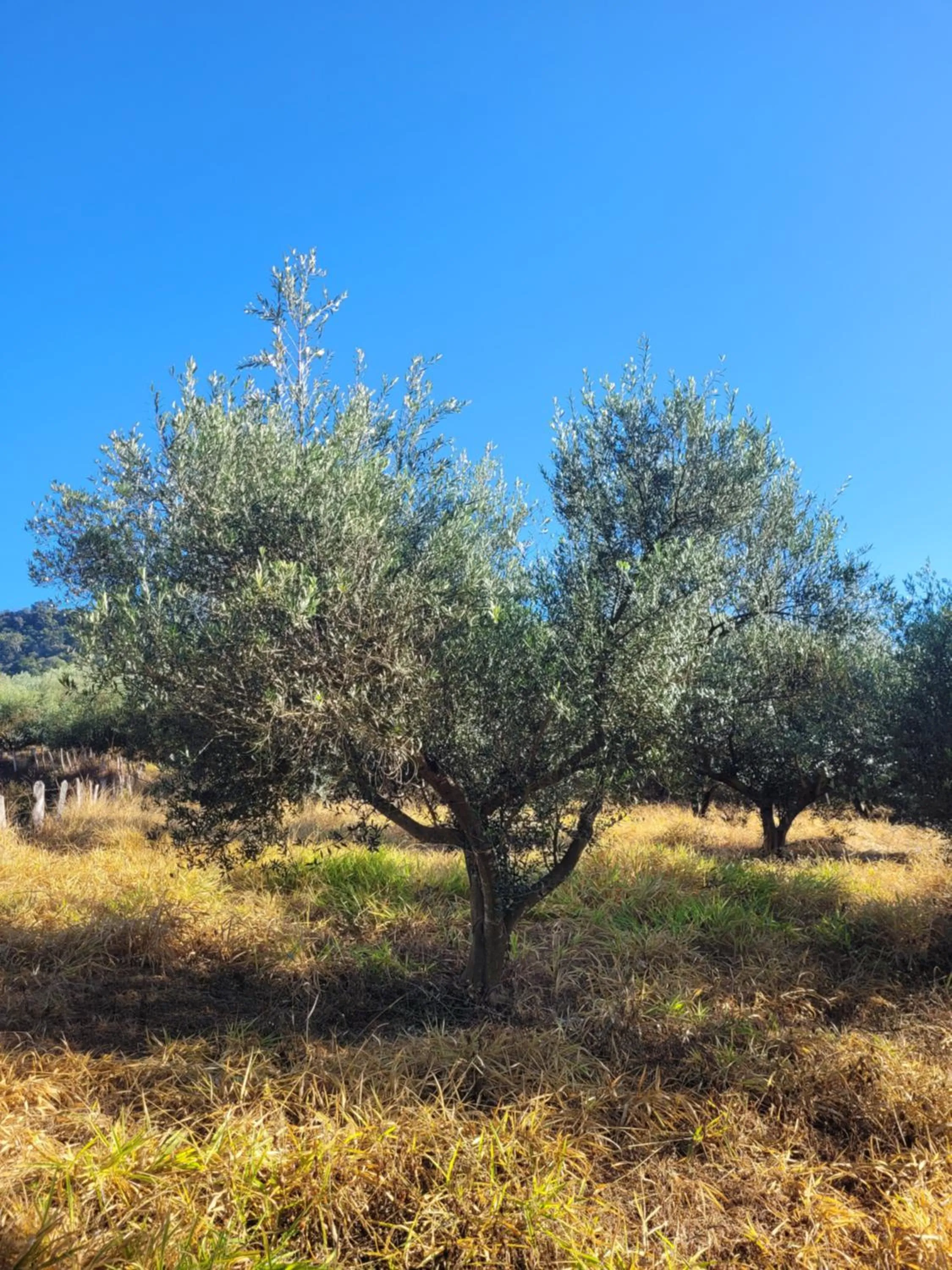 Natural landscape in Fazenda Serra que Chora - Pousada e Restaurante