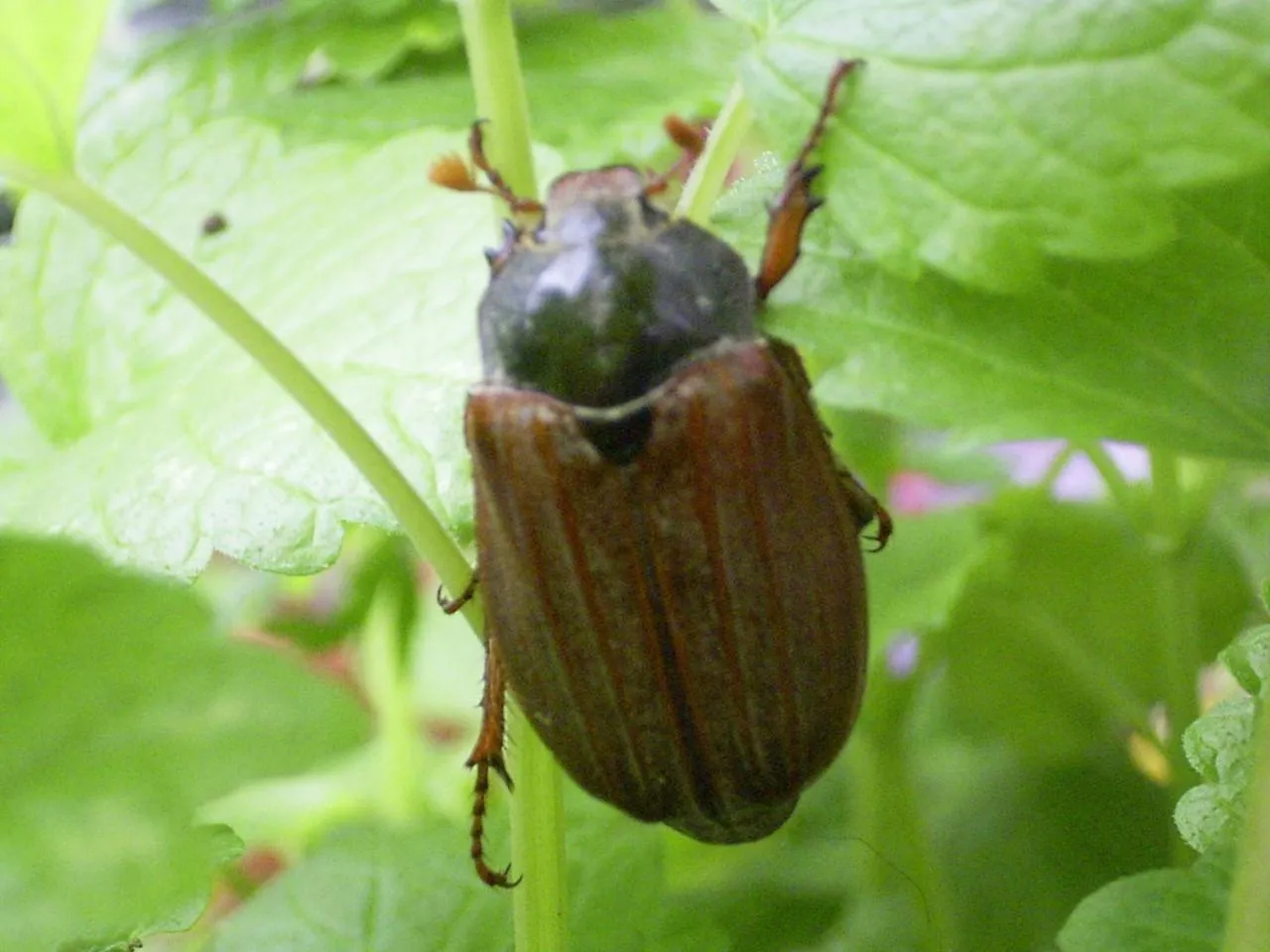 Other in TIPTOP Hotel Garni Pfauen