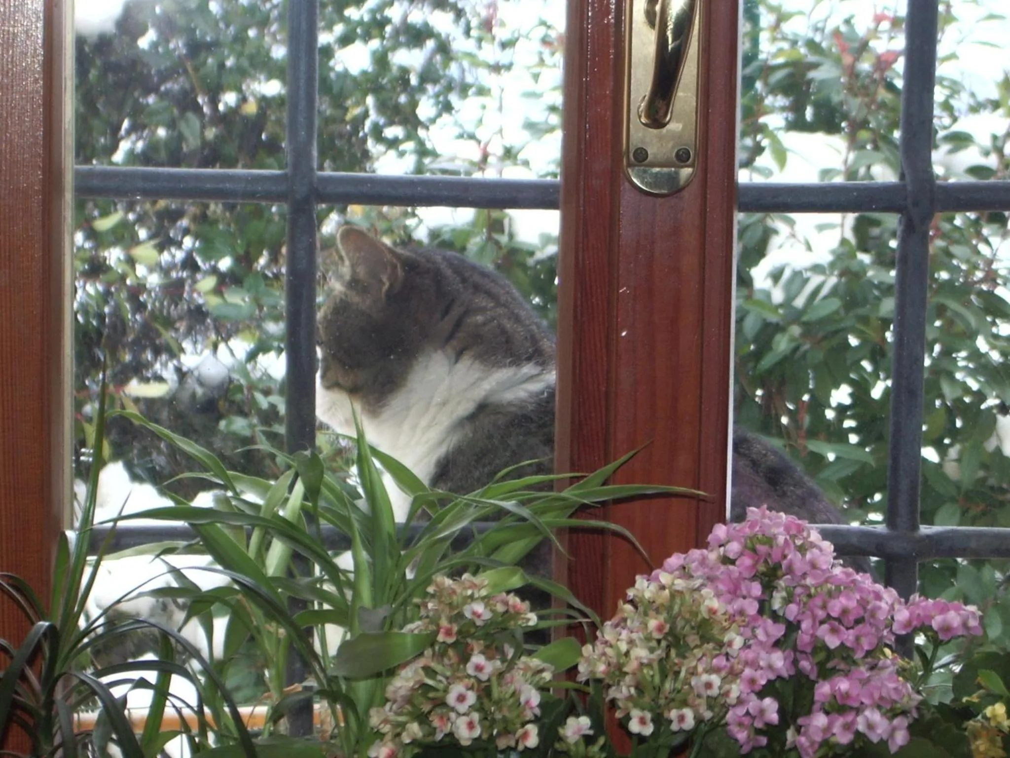 Pets in B&B La Pilastrina