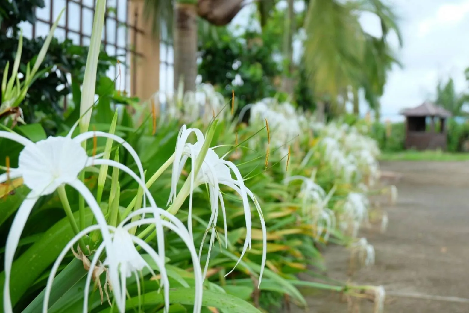 Garden in Northstar Hotel And Resort