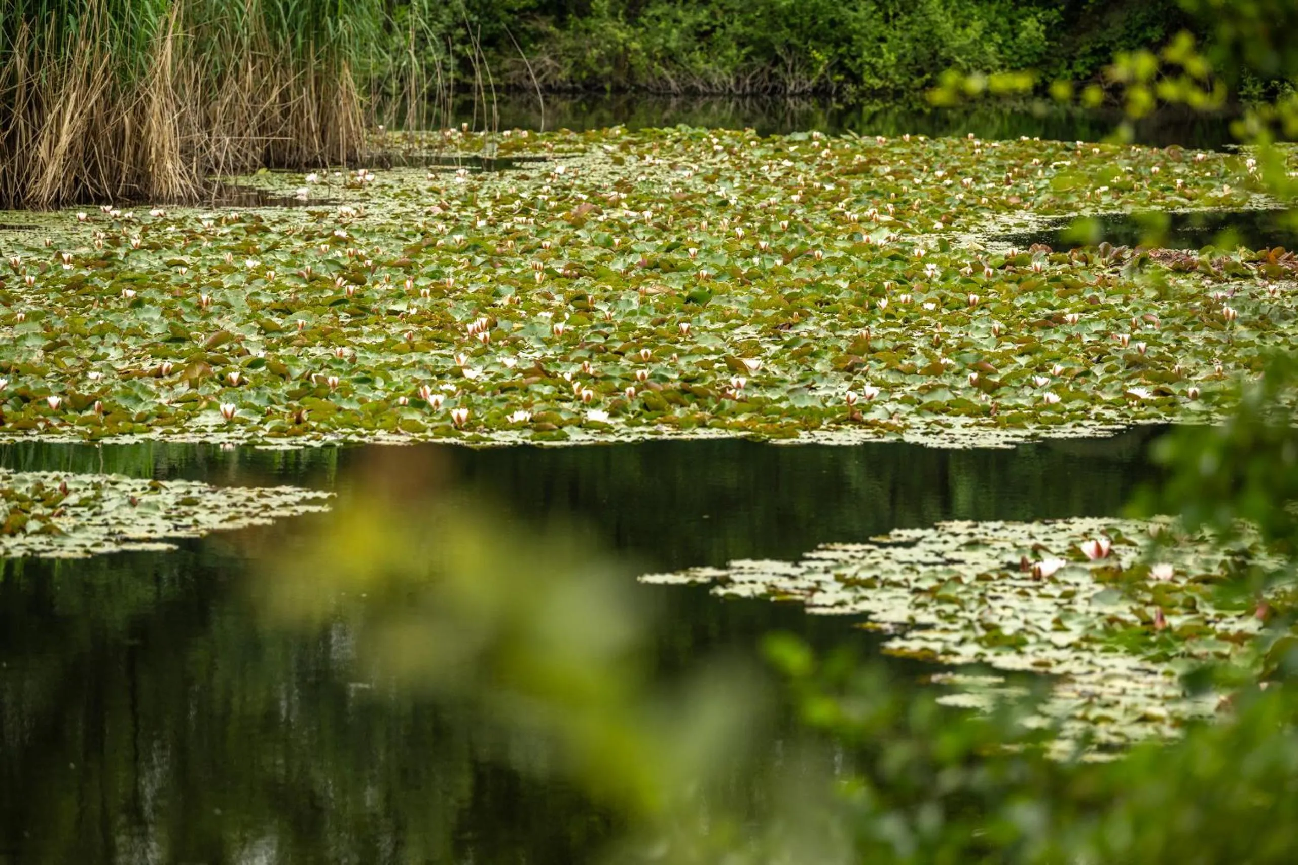 Garden in Serways Hotel Bruchsal West