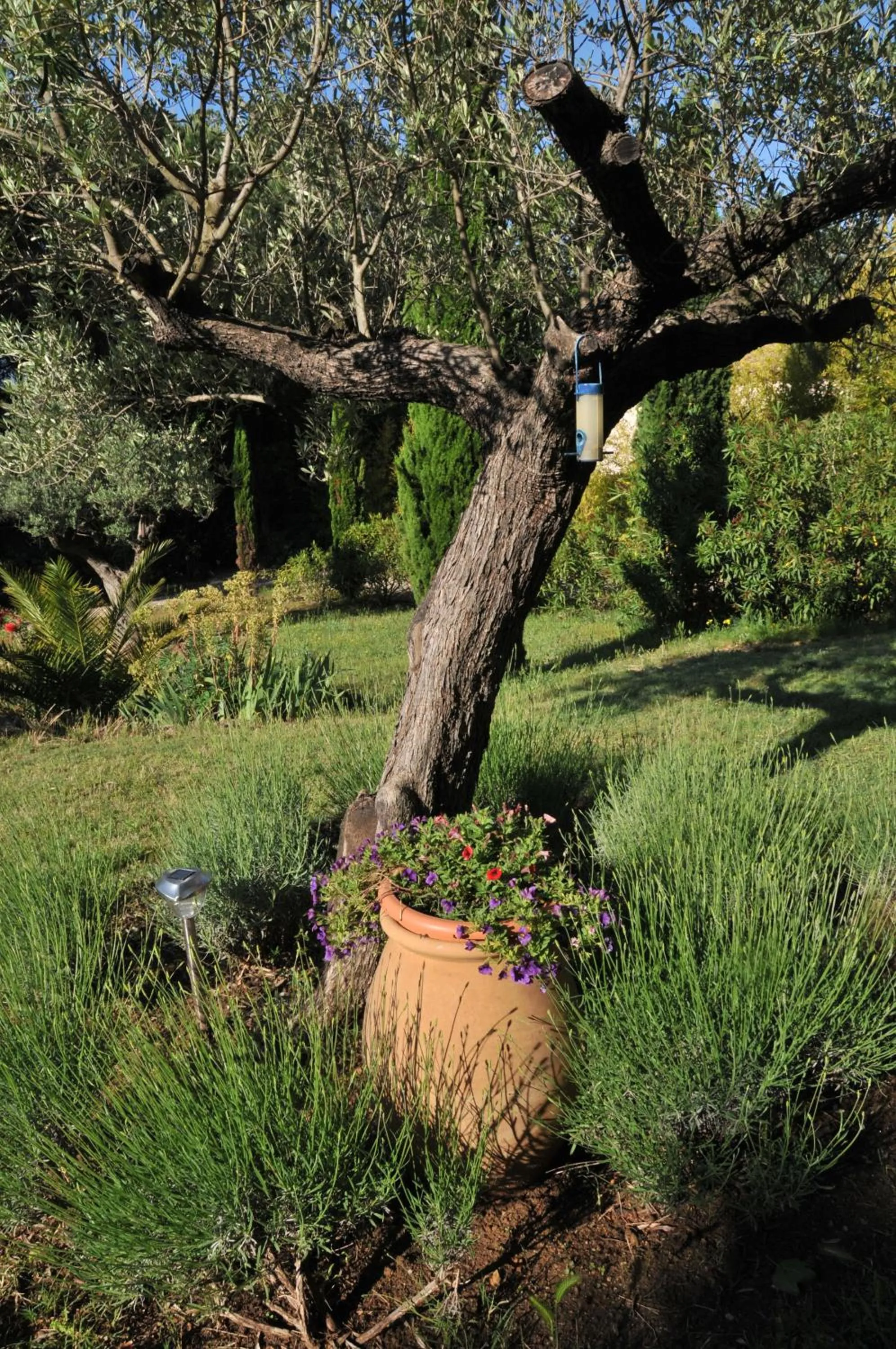 Garden in Bastide de l'Avelan