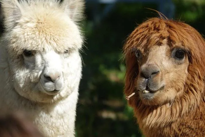 B&B Il Sentiero nel Bosco