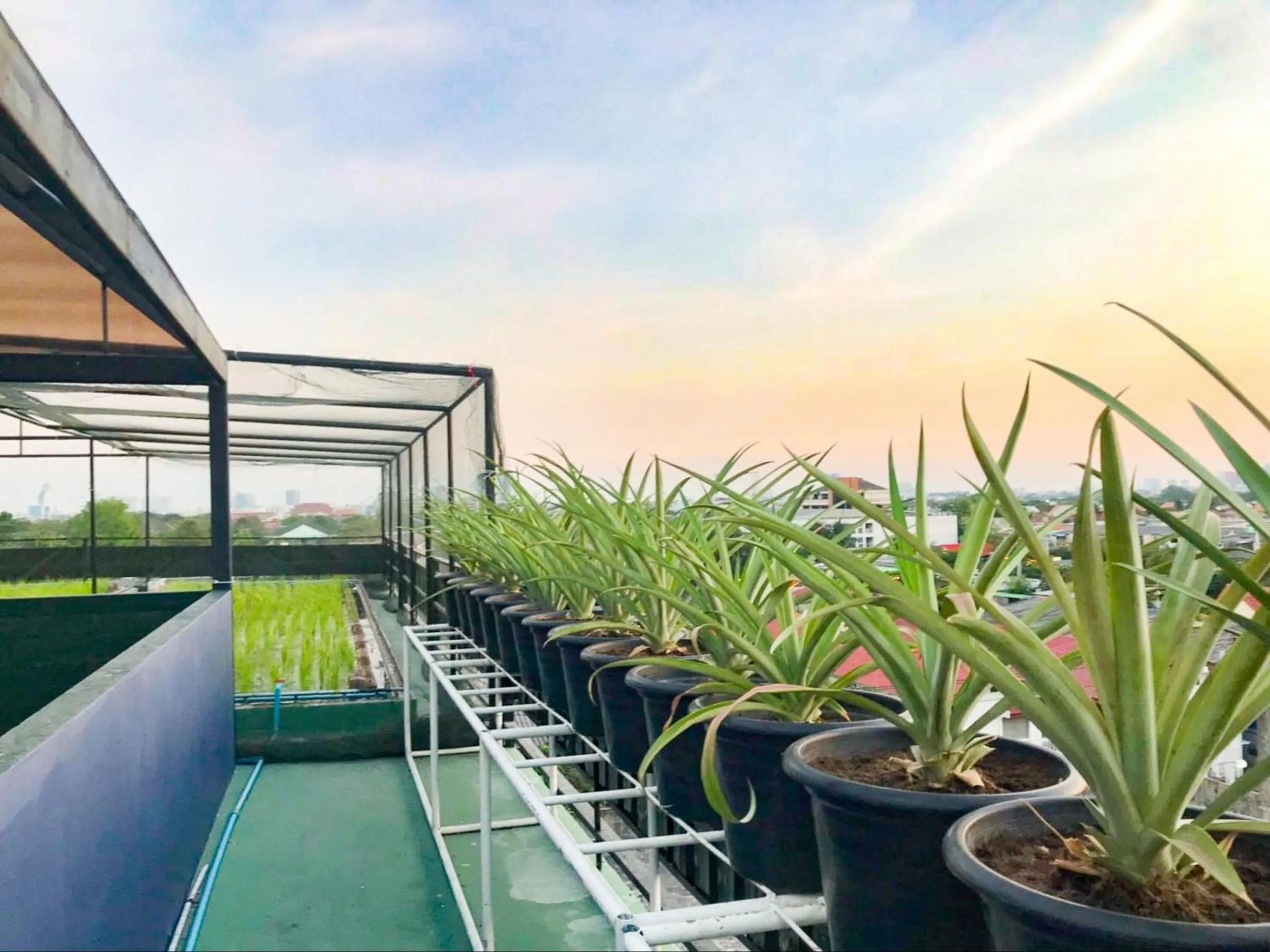 Garden in Delighted Bangkok Hotel