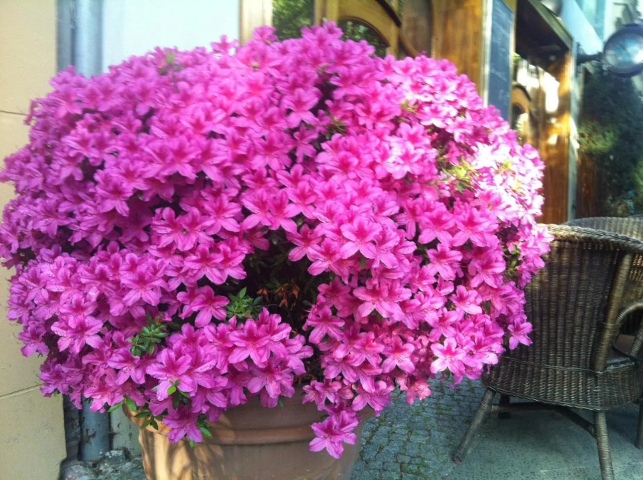 Garden in ackselhaus & blue Home