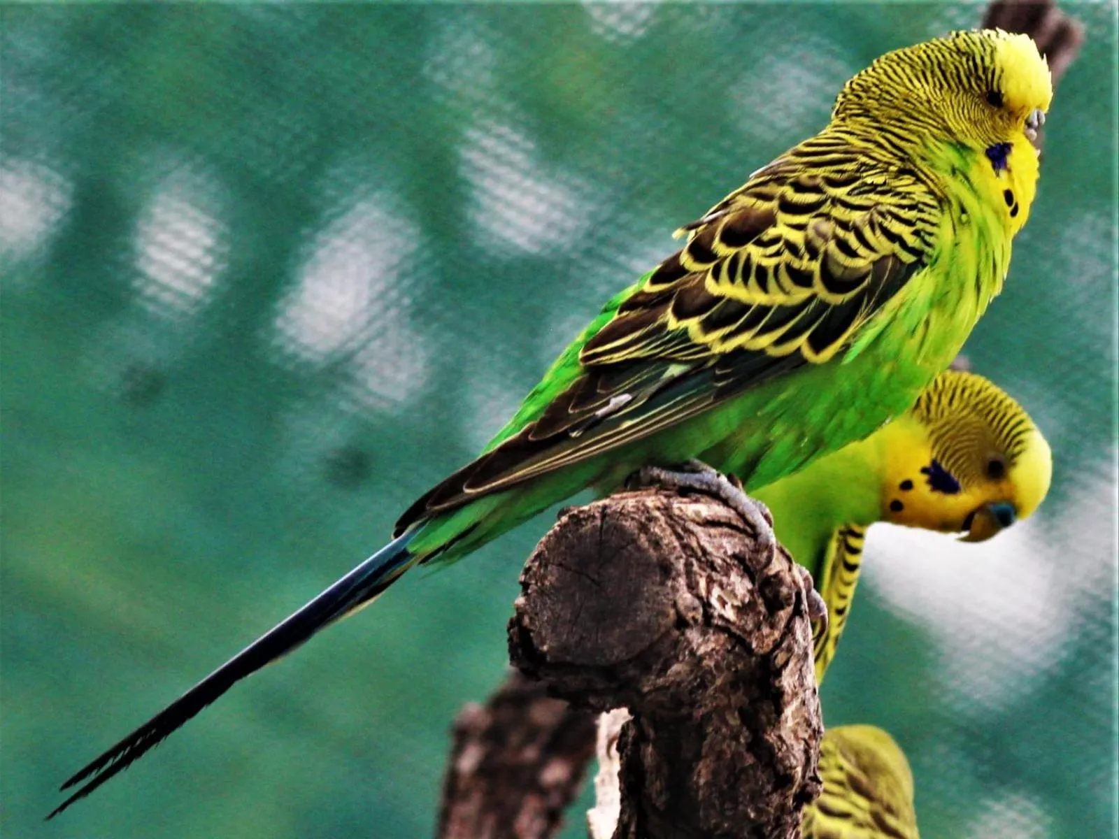 Garden in West Nest Lodge