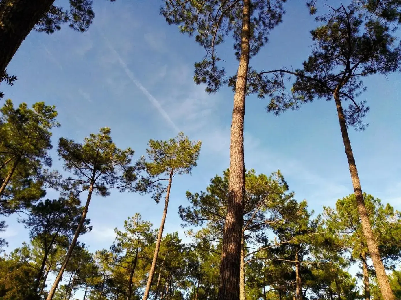 Superior Villa in Airial du Seignanx Superior Villa in Airial du Seignanx