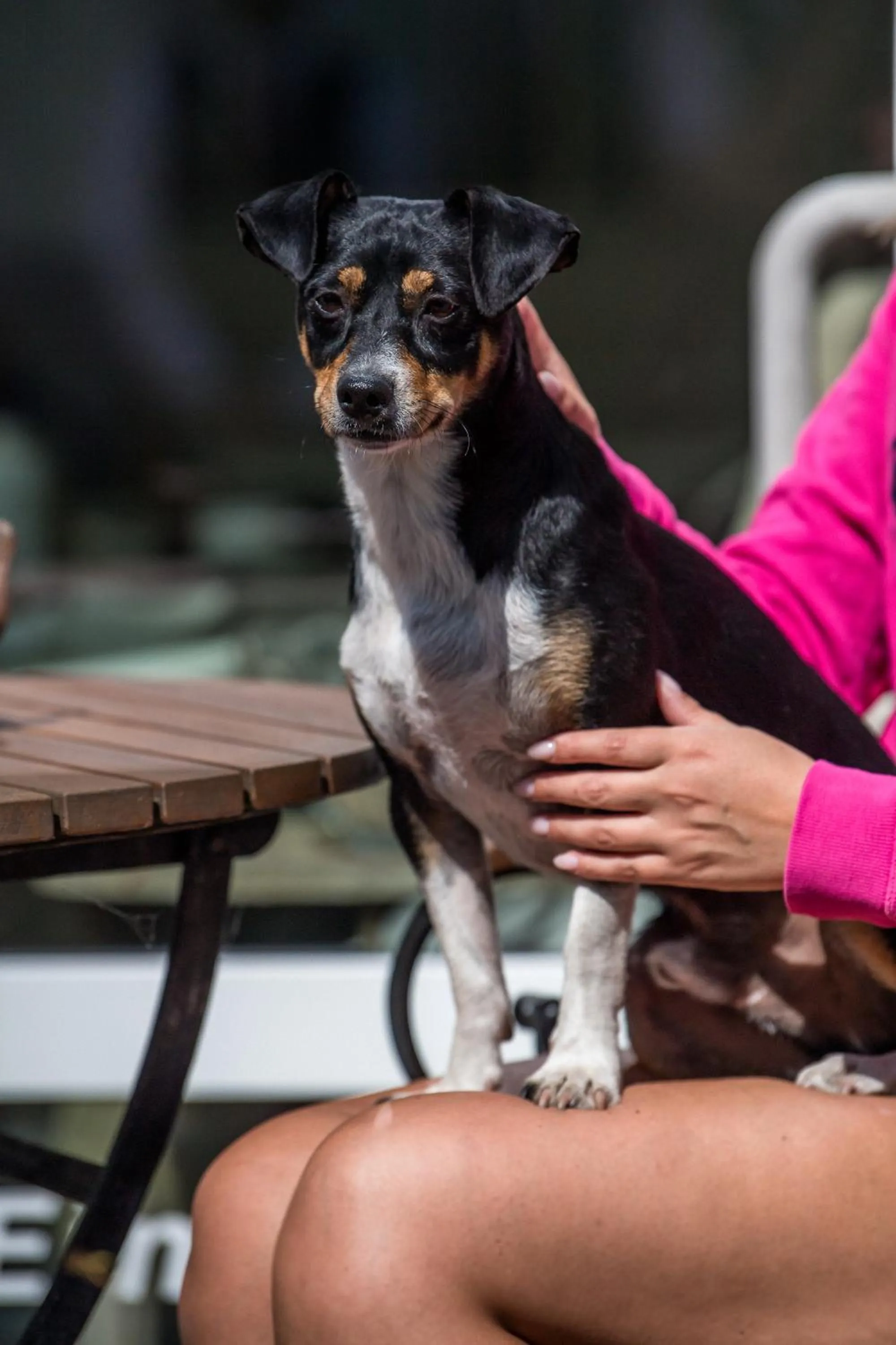 Animals in Alter Landkrug